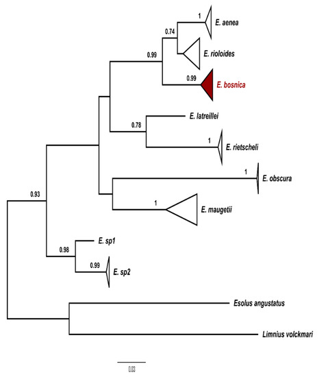 Diversity Free Full Text Ubiquitous But Ignored A Case Of Water Beetle In Southeastern Europe Html