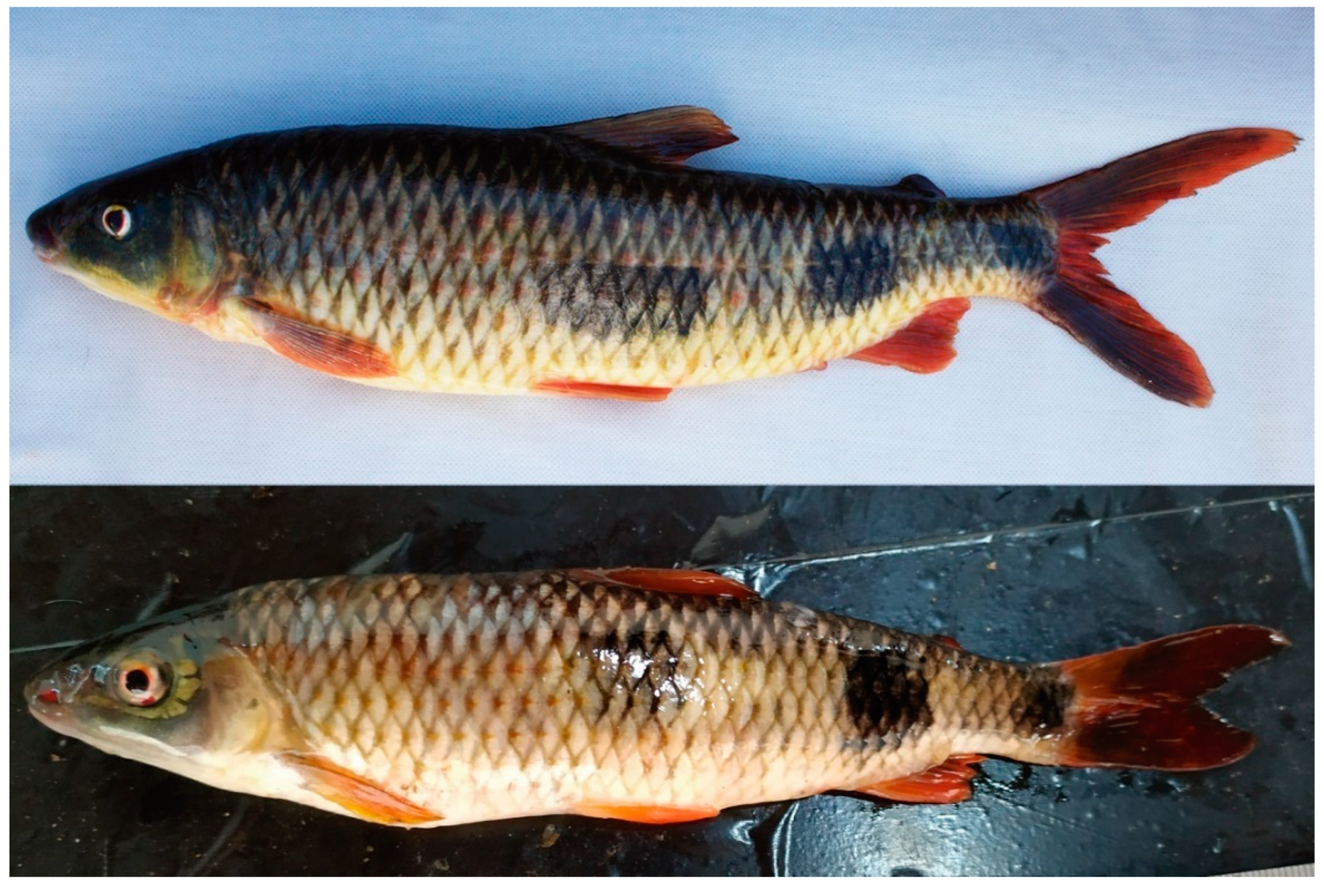 Diversity 14 00029 g001