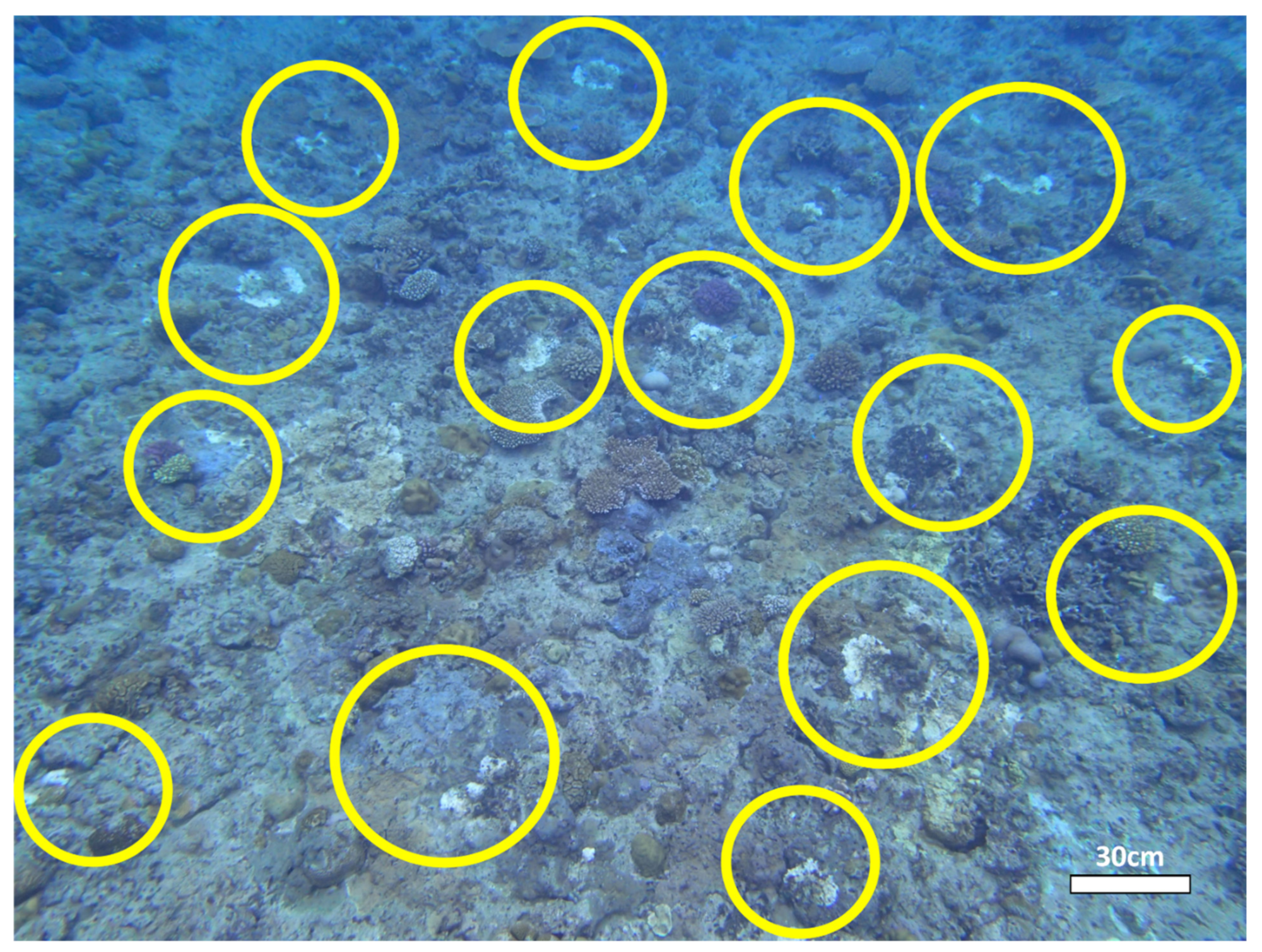 Diversity 14 00032 g007 Diversity 14 00032 g007