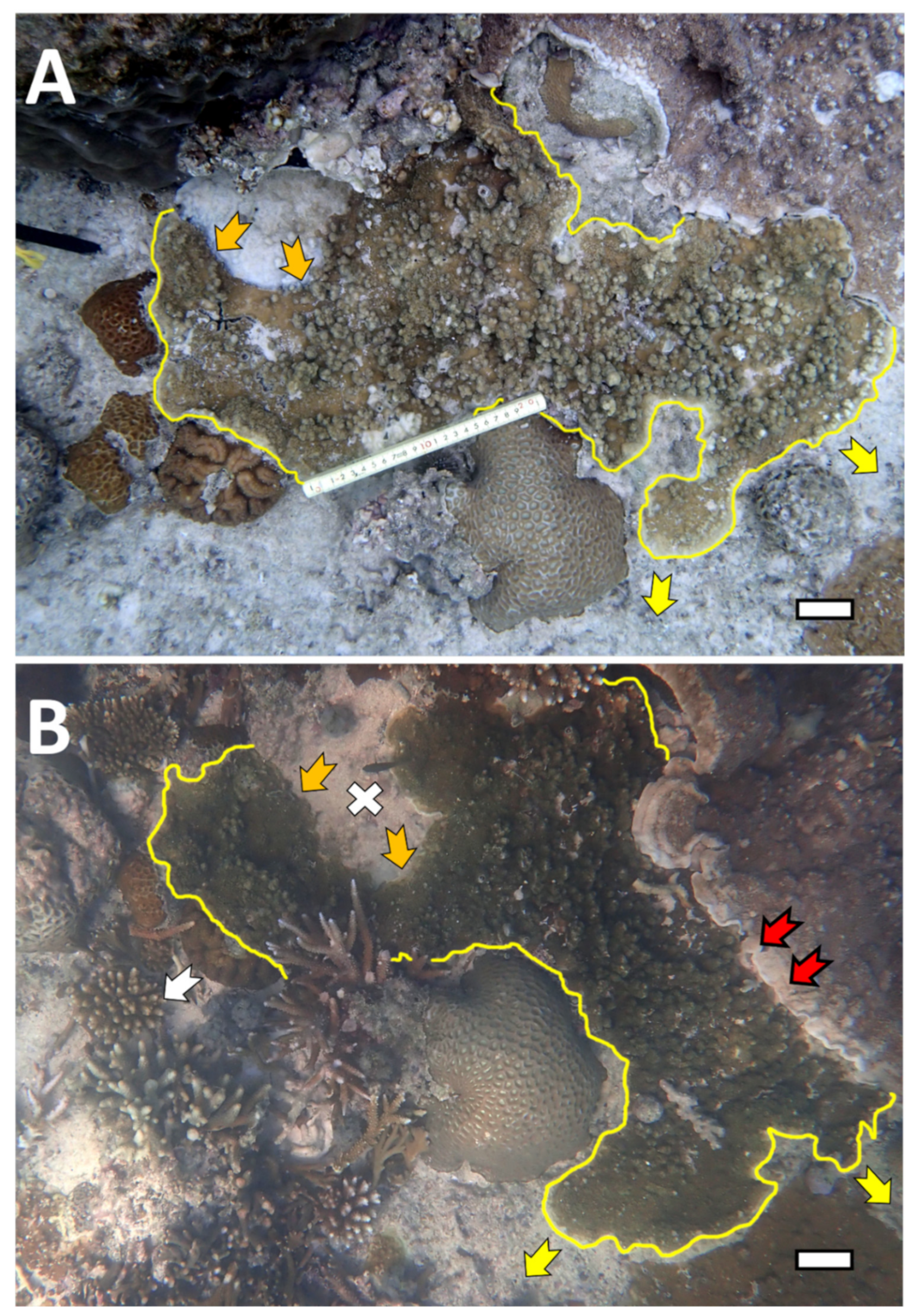 Diversity 14 00032 g009 Diversity 14 00032 g009