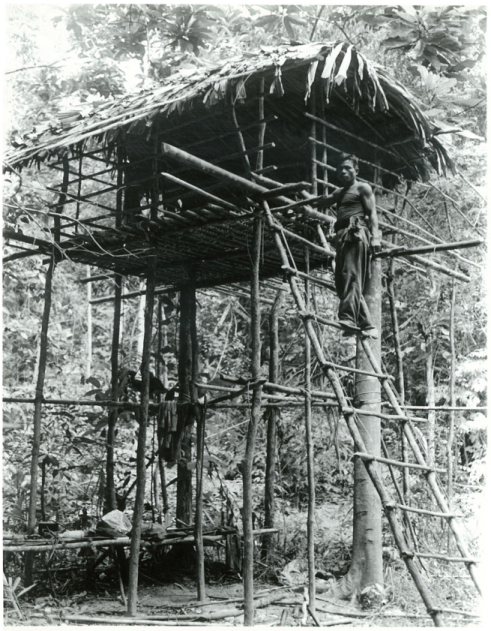 Diversity 14 00036 g002 Diversity 14 00036 g002