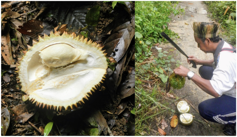 Diversity 14 00036 g004 Diversity 14 00036 g004