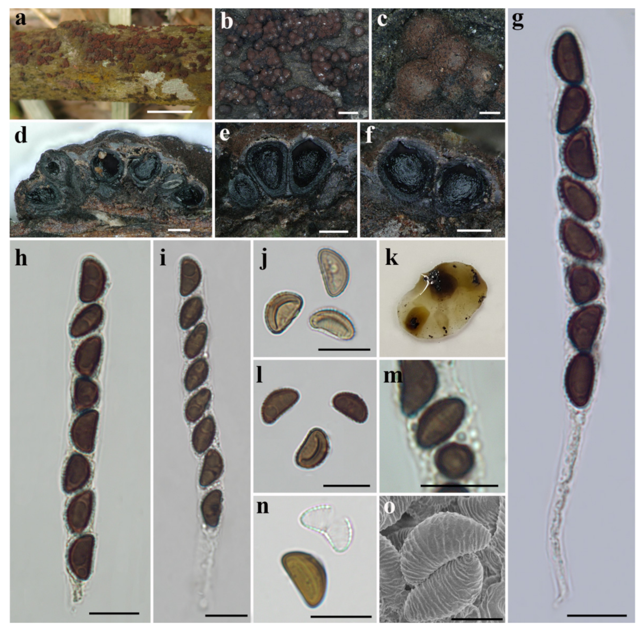 Diversity 14 00037 g002