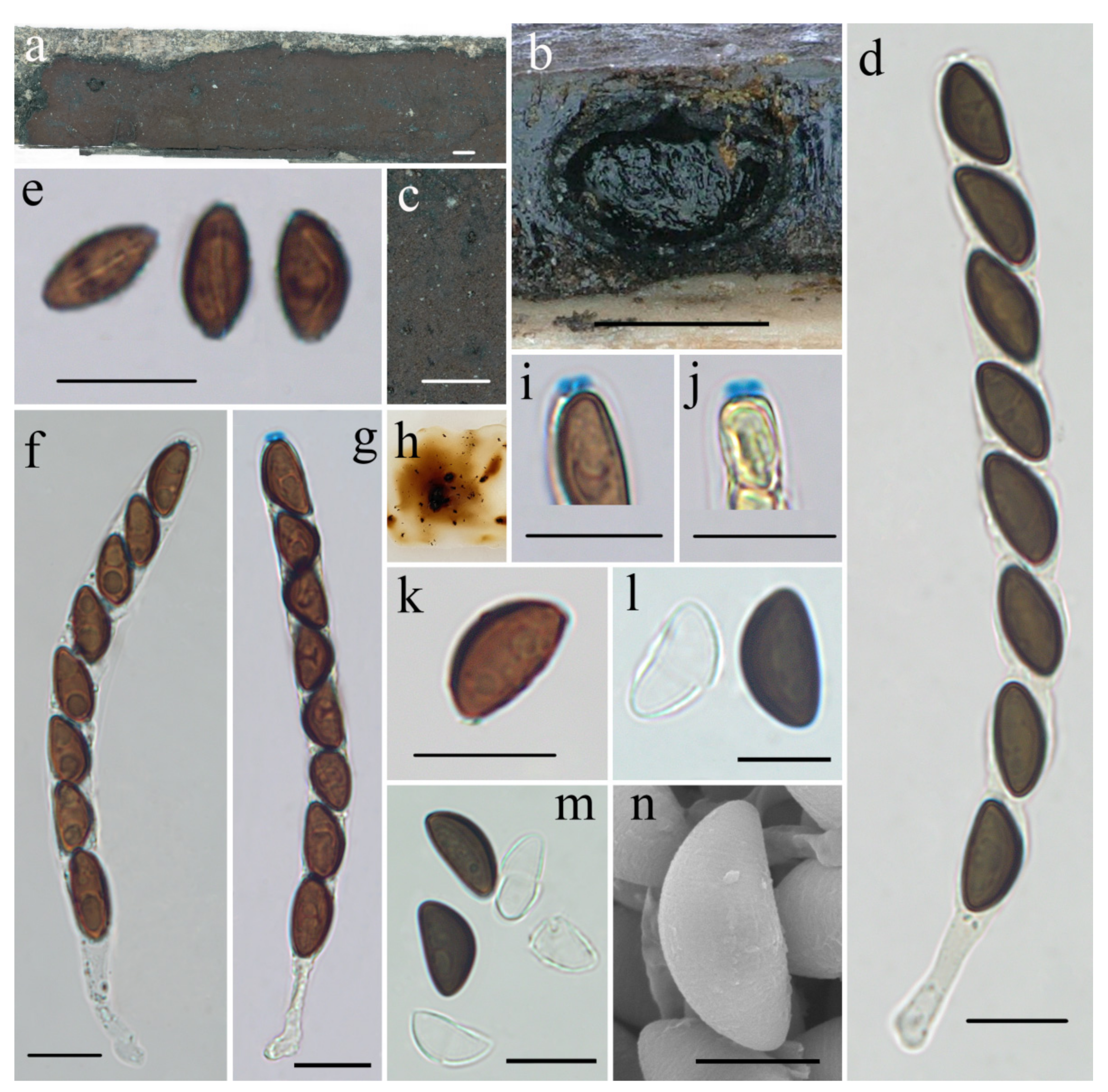 Diversity 14 00037 g005