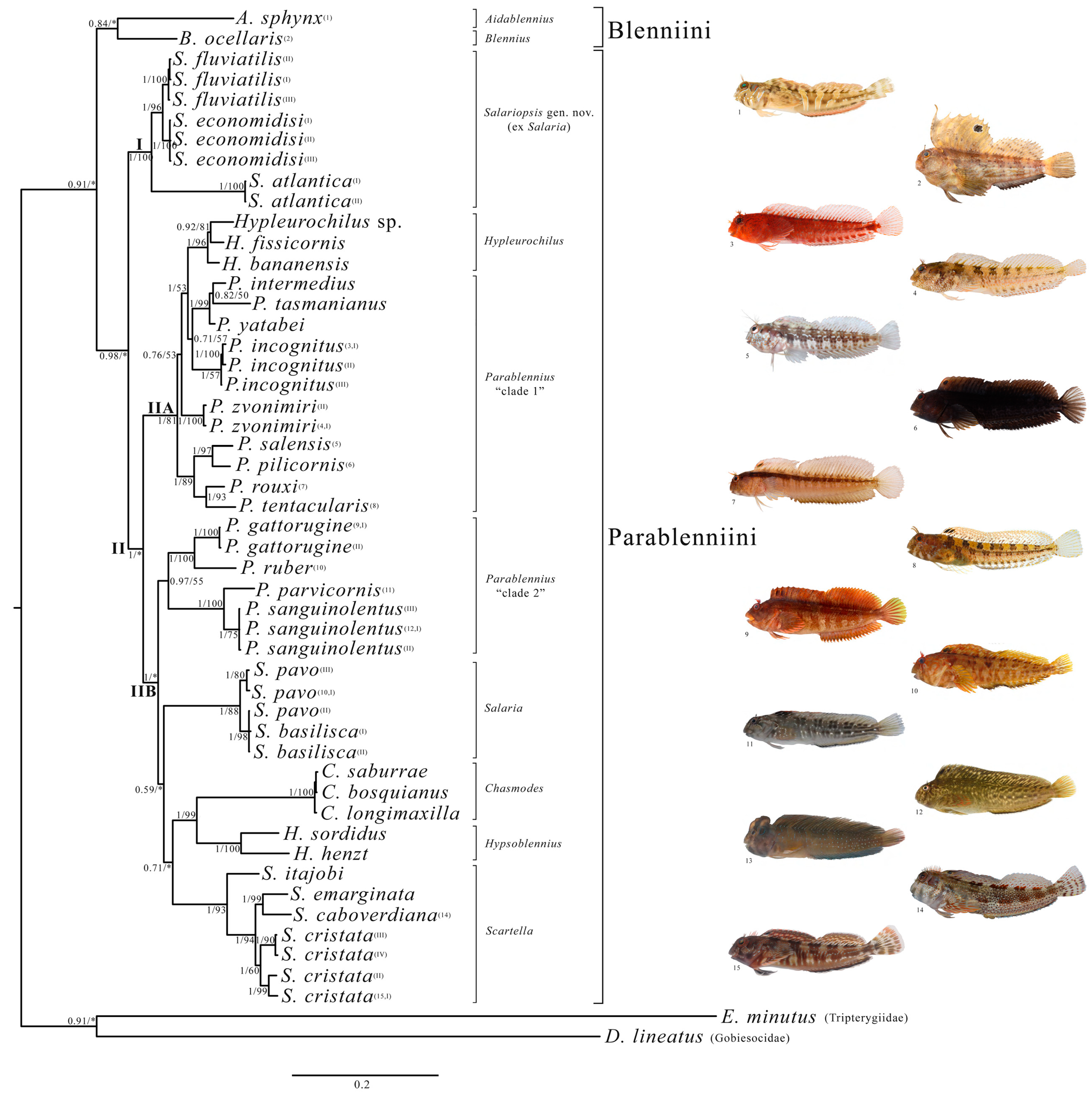 Diversity 14 00053 g001