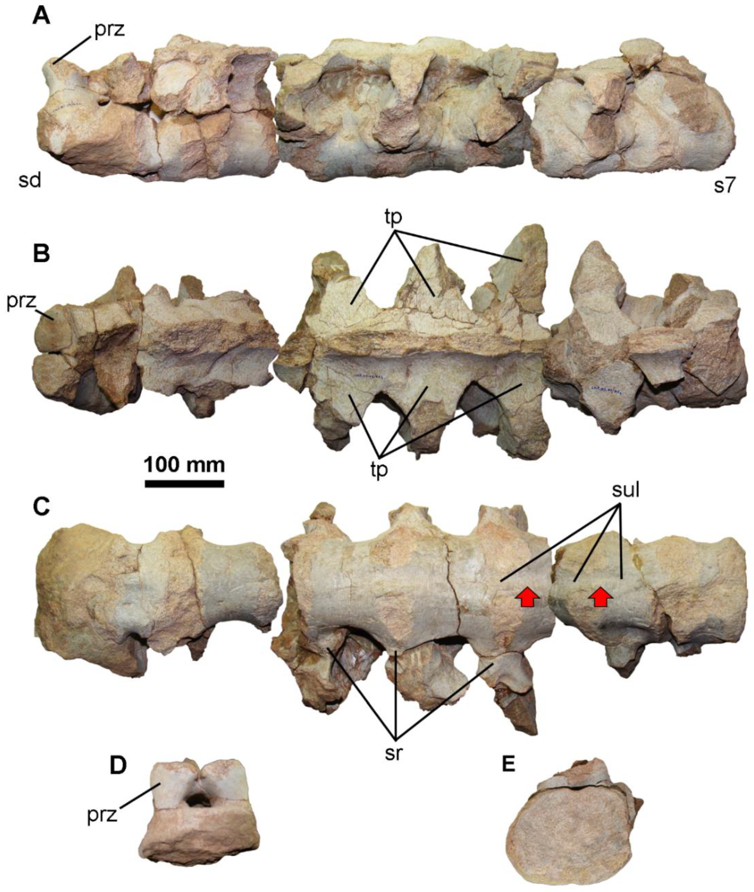 Diversity 14 00063 g003