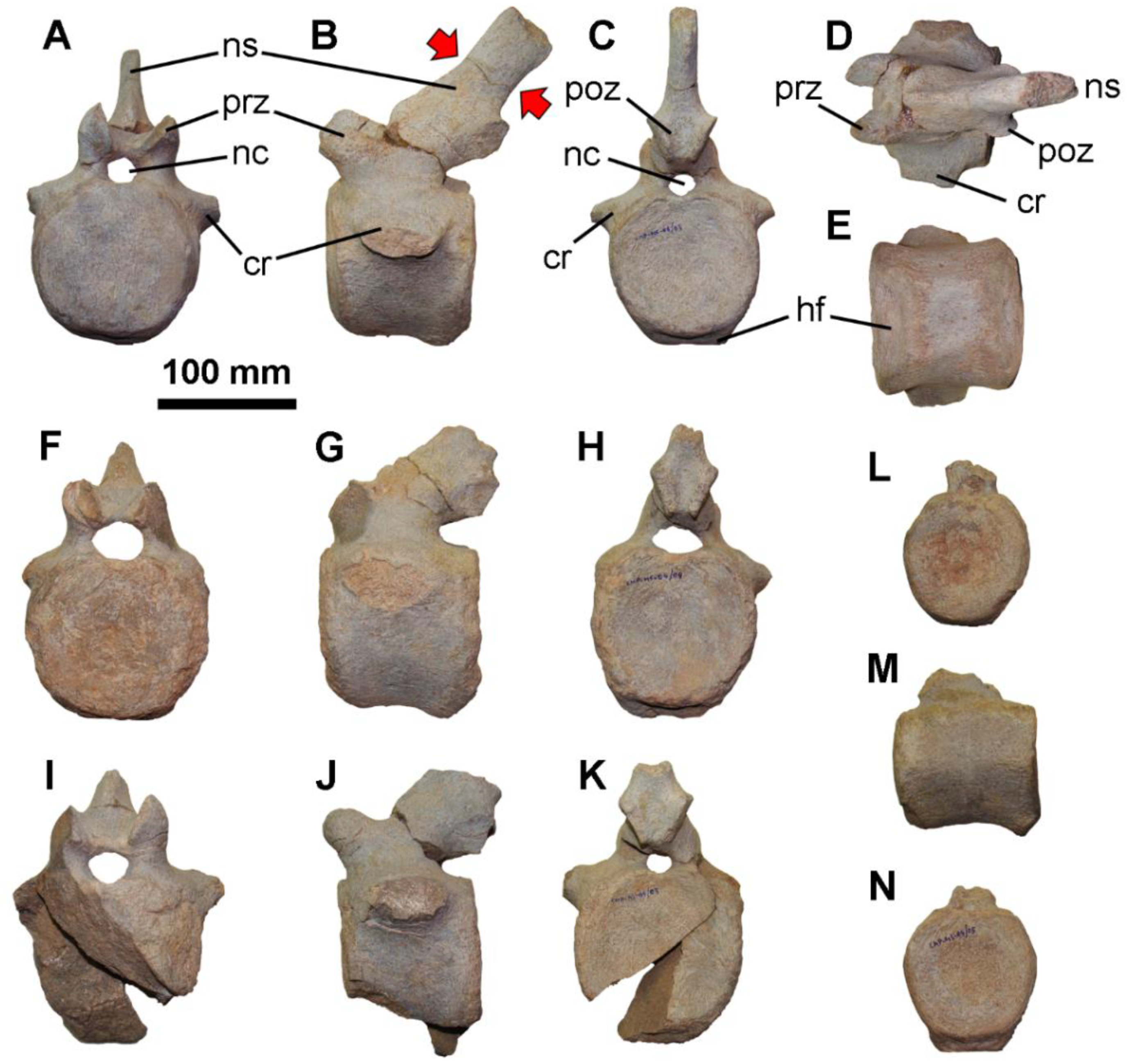 Diversity 14 00063 g004