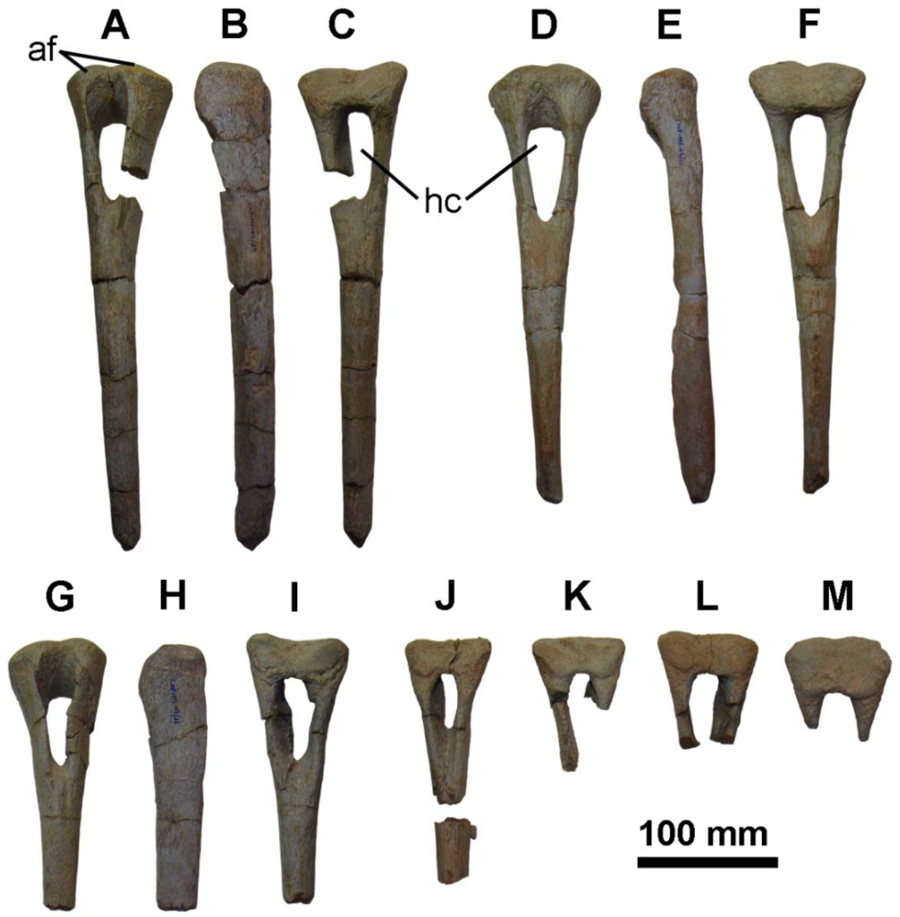 Diversity 14 00063 g005