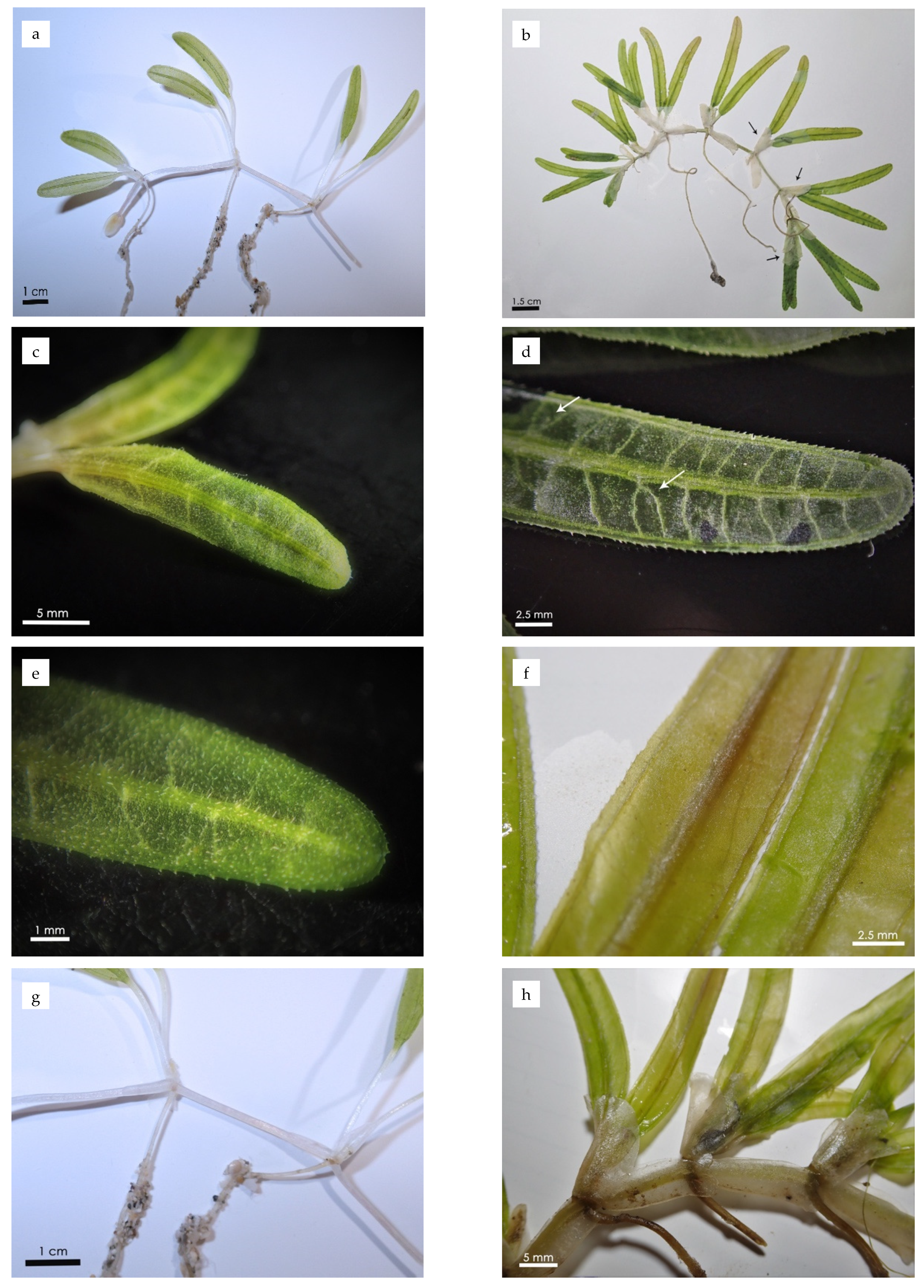 Diversity 14 00076 g001