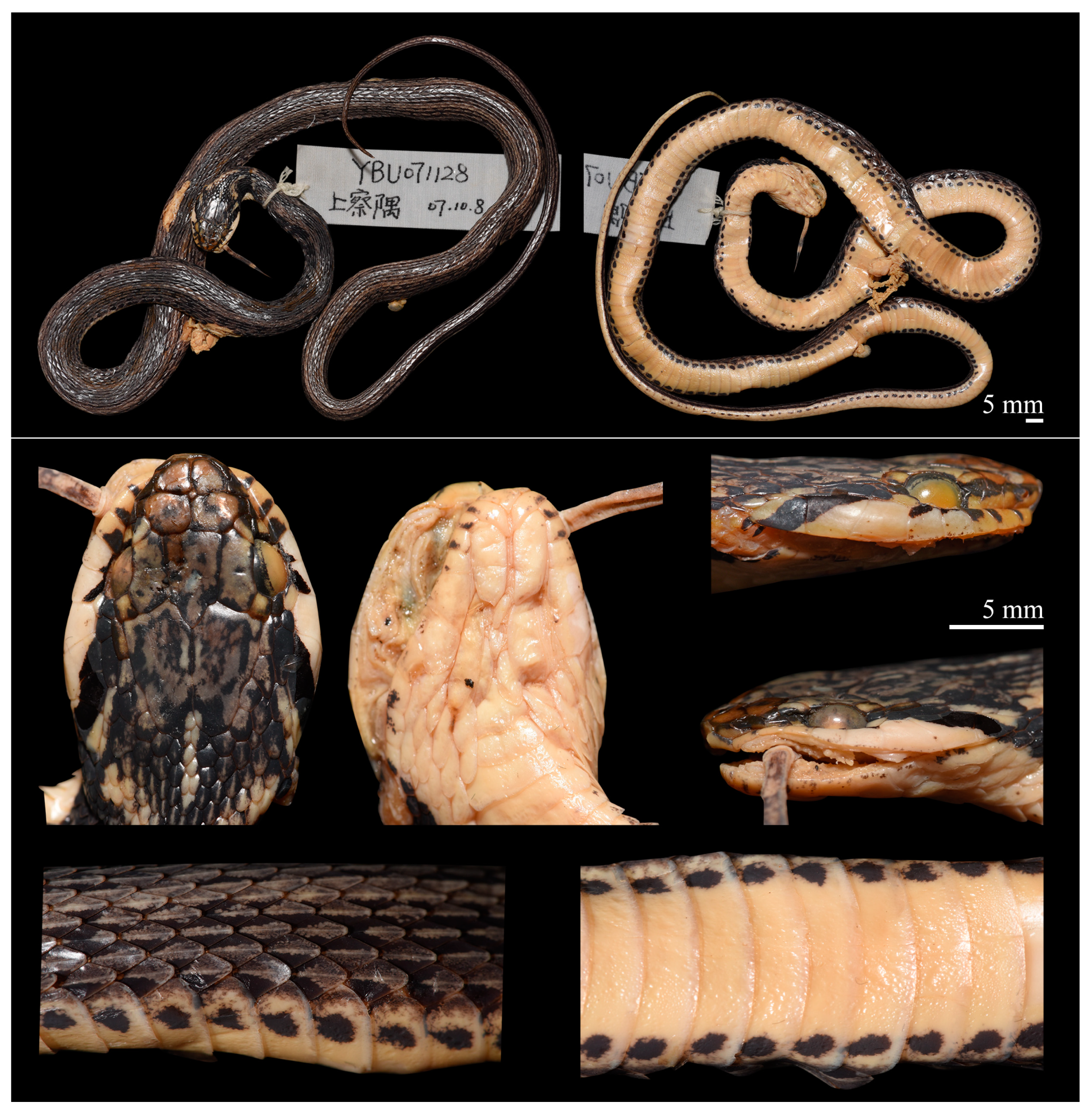 Diversity 14 00079 g006