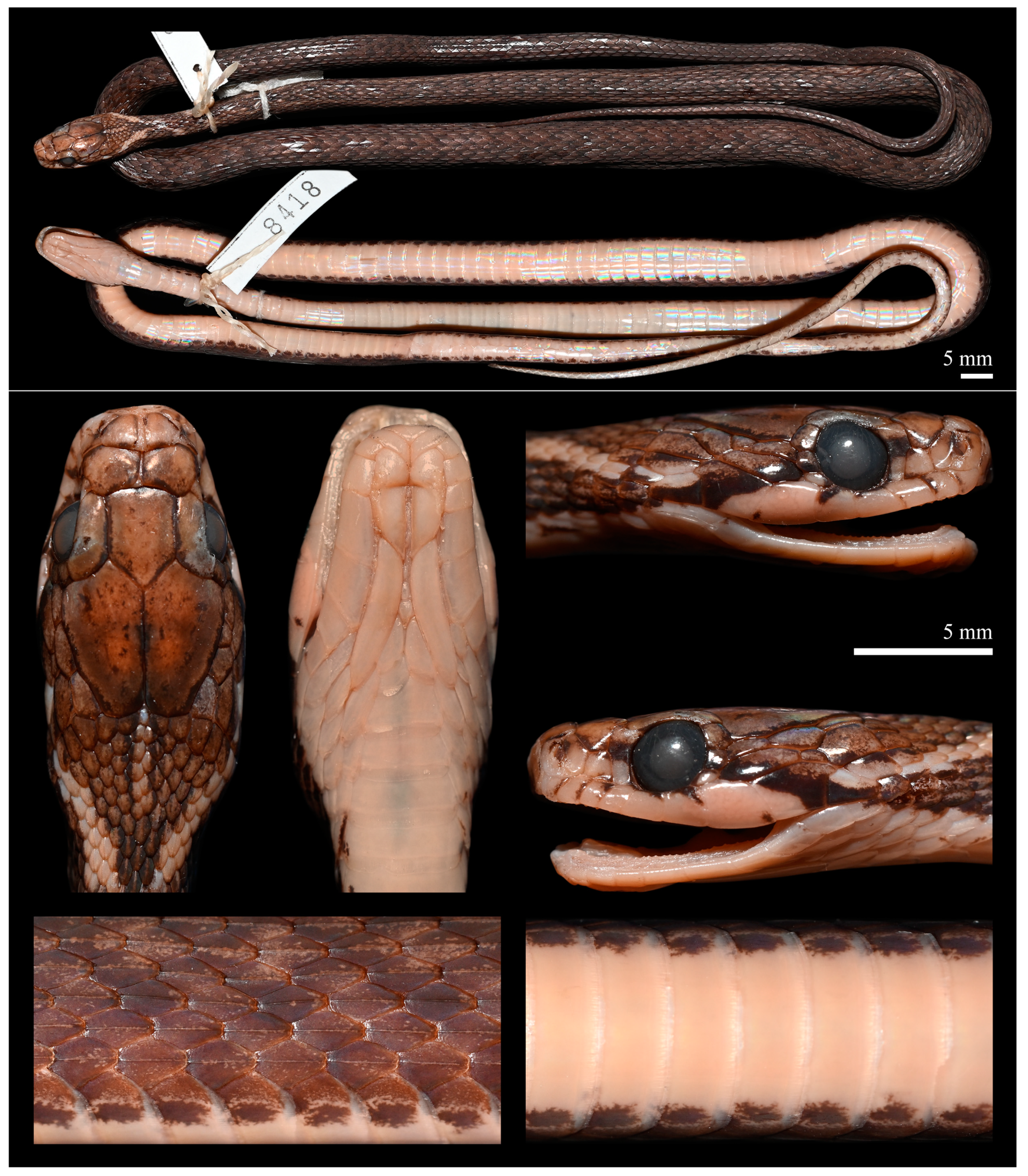 Diversity 14 00079 g009