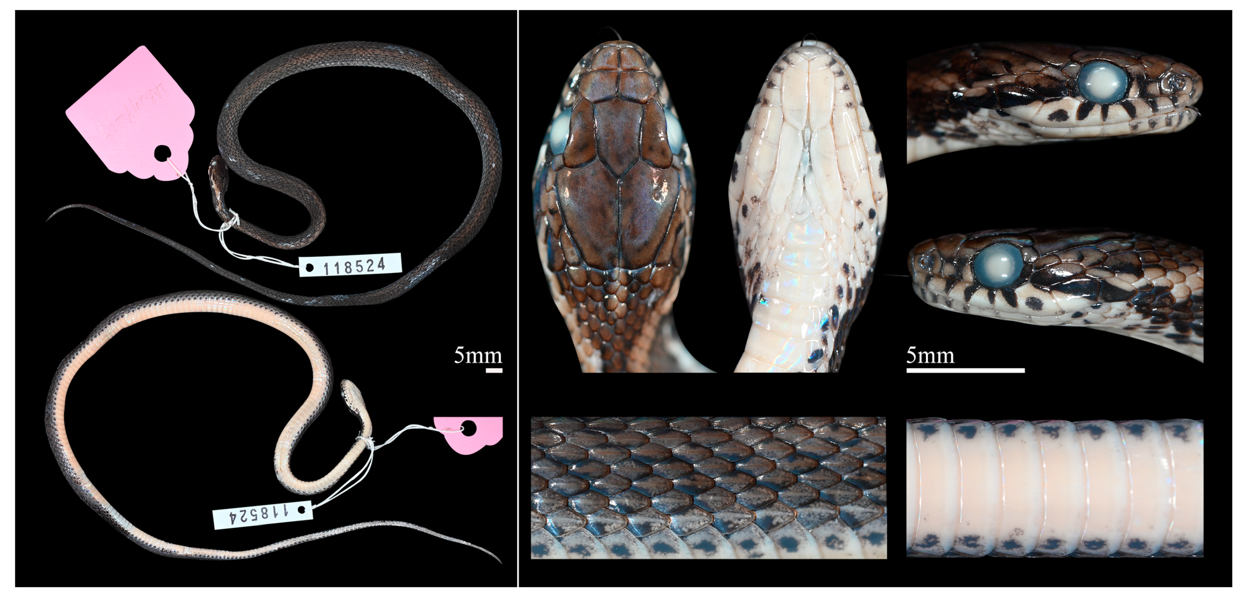 Diversity 14 00079 g010