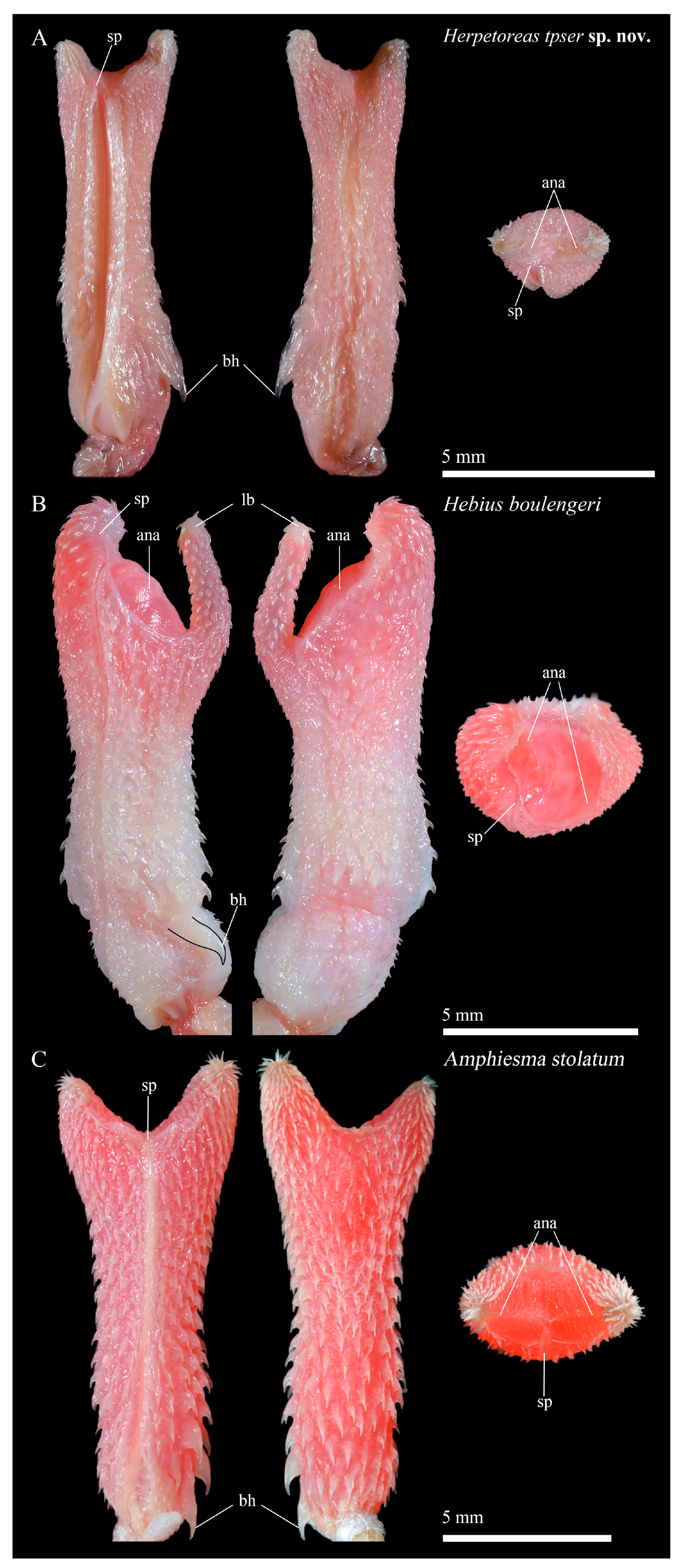 Diversity 14 00079 g011