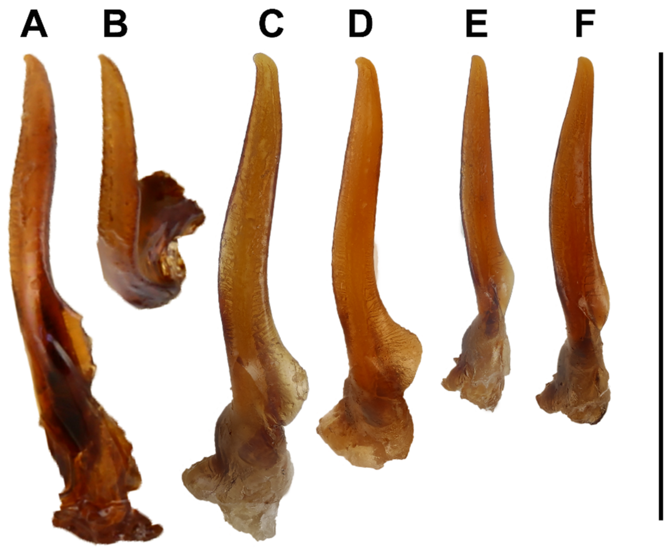 Diversity 14 00081 g003 550