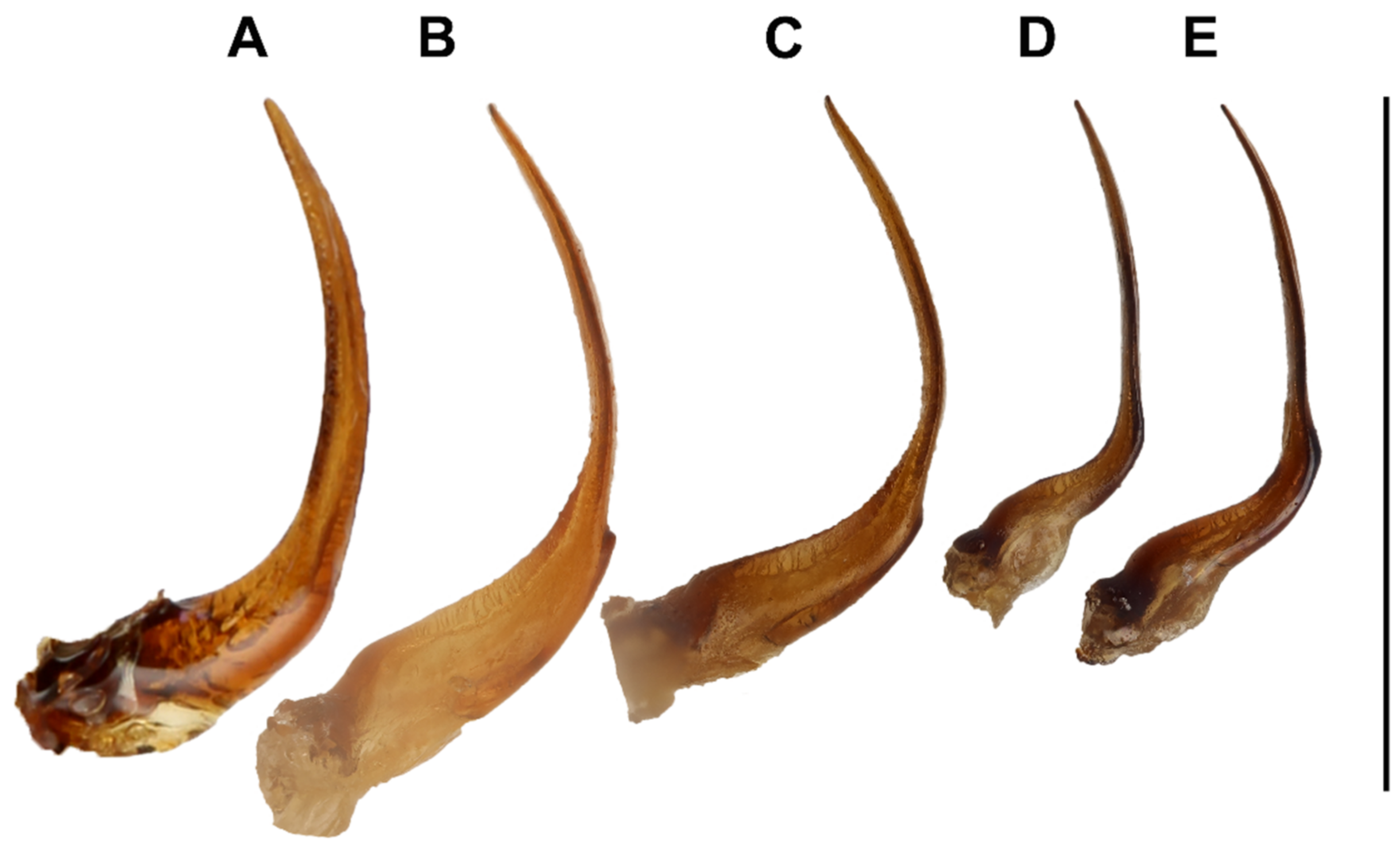 Diversity 14 00081 g004 550