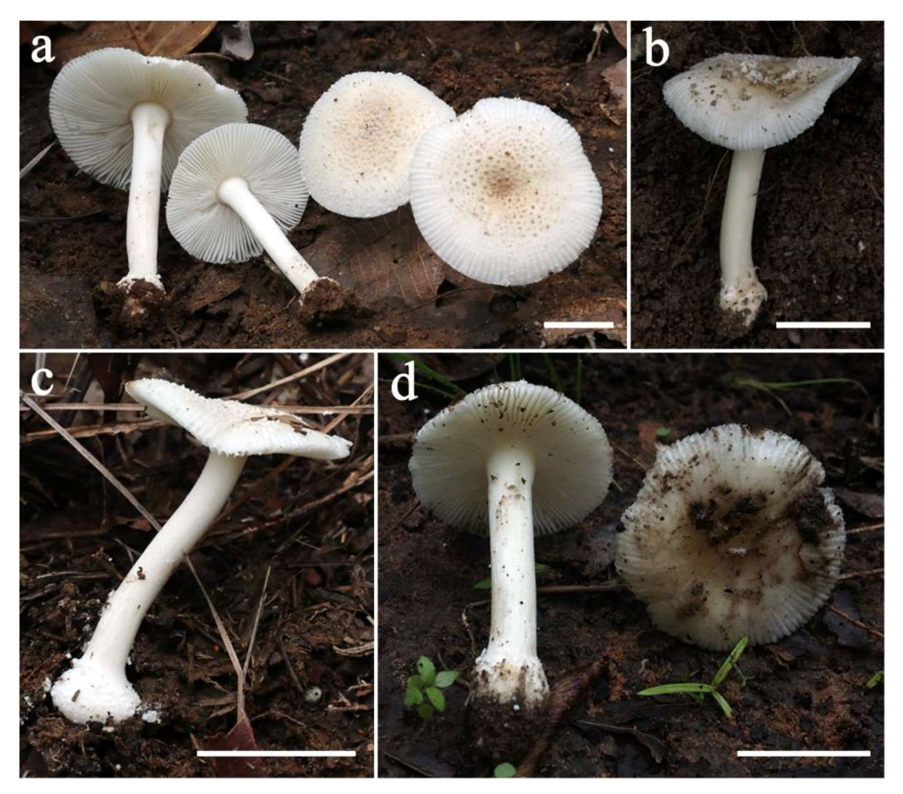 Diversity 14 00101 g002