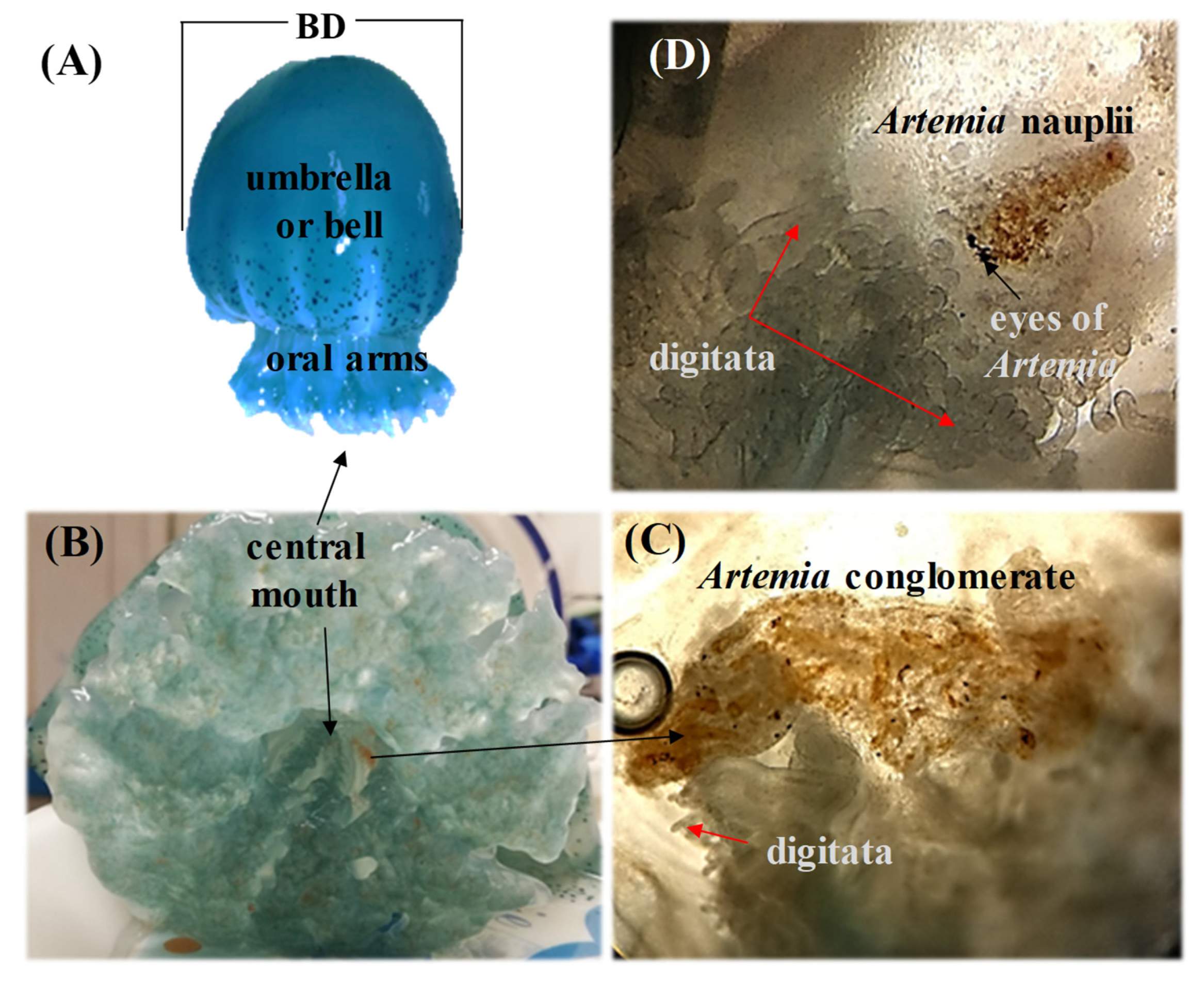 Diversity 14 00103 g002 550