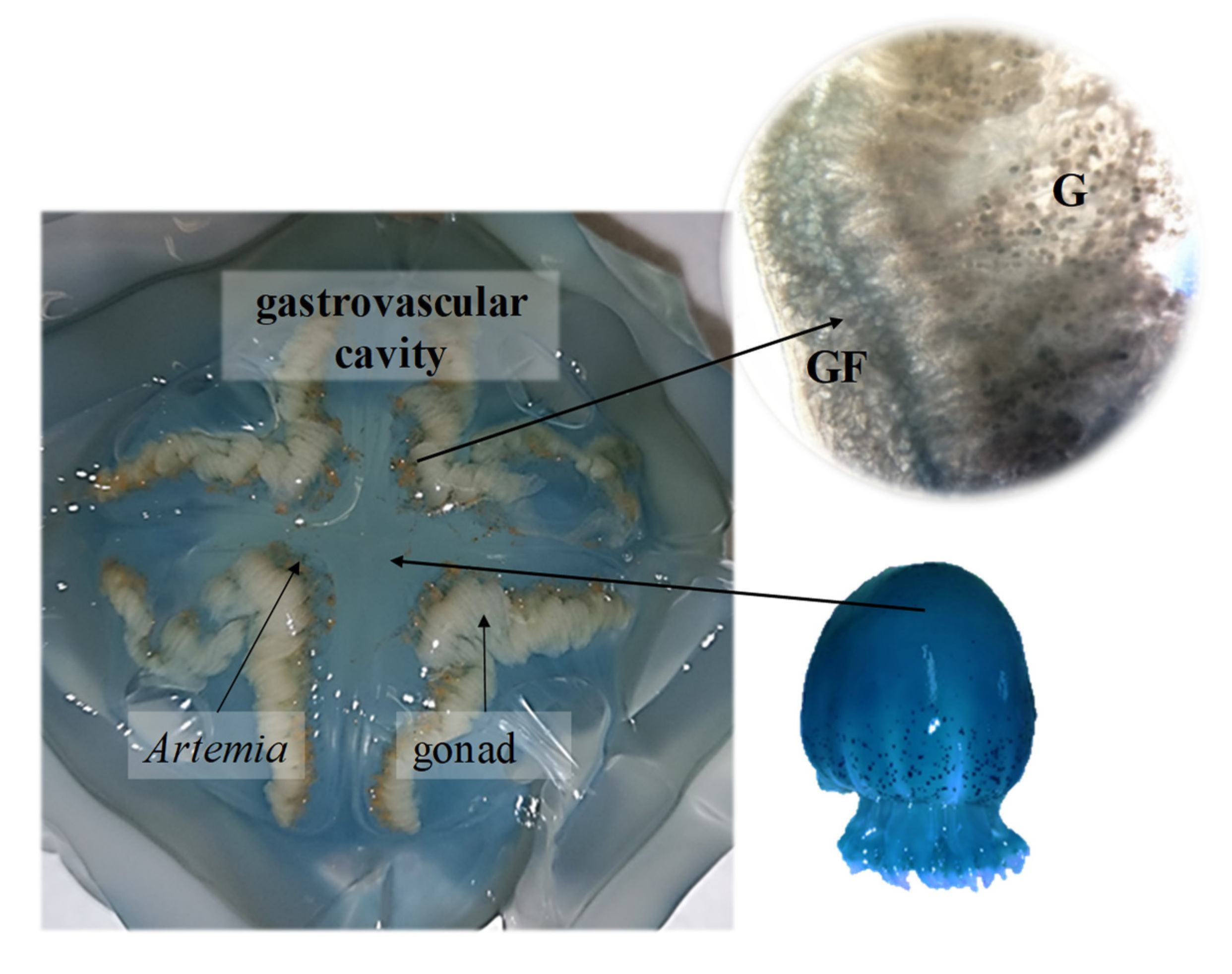 Diversity 14 00103 g005 550