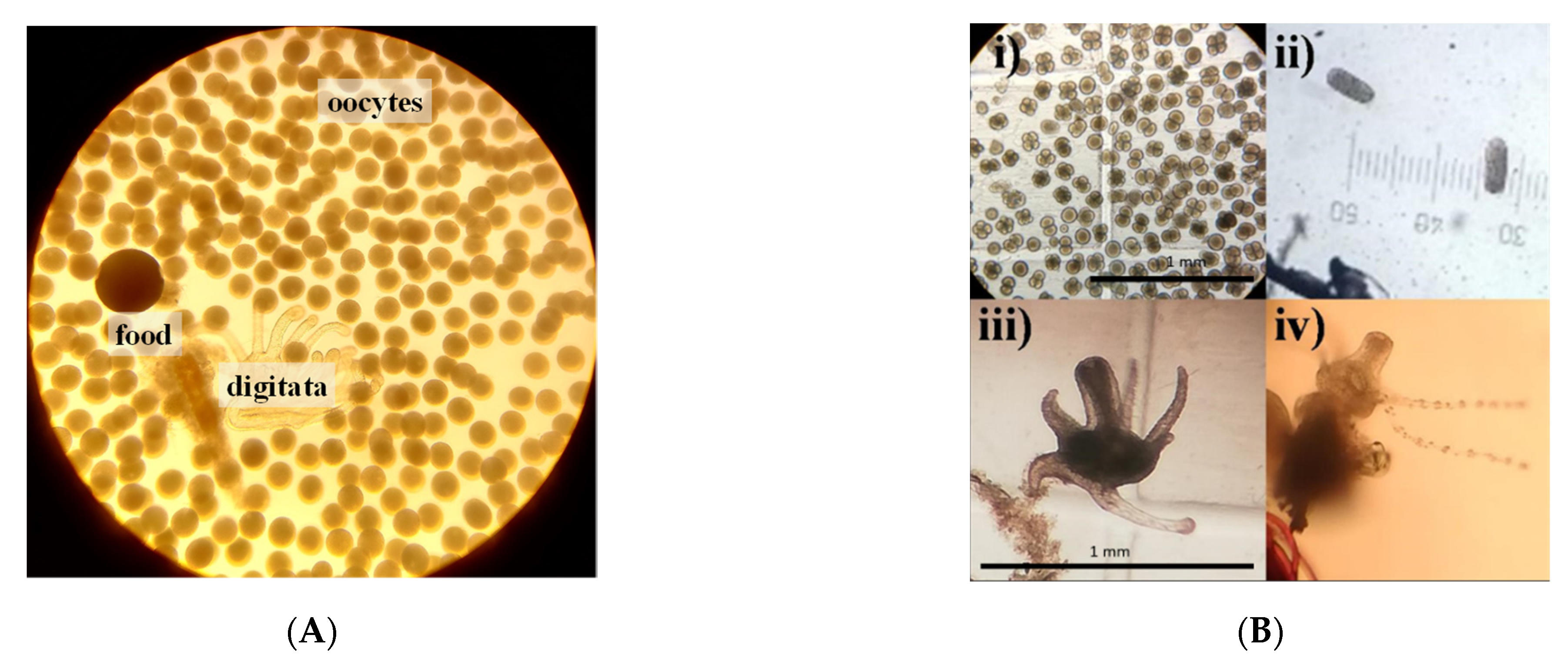 Diversity 14 00103 g008 550