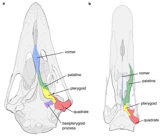 Diversity | Free Full-Text | The Evolution and Fossil Record of  Palaeognathous Birds (Neornithes: Palaeognathae)