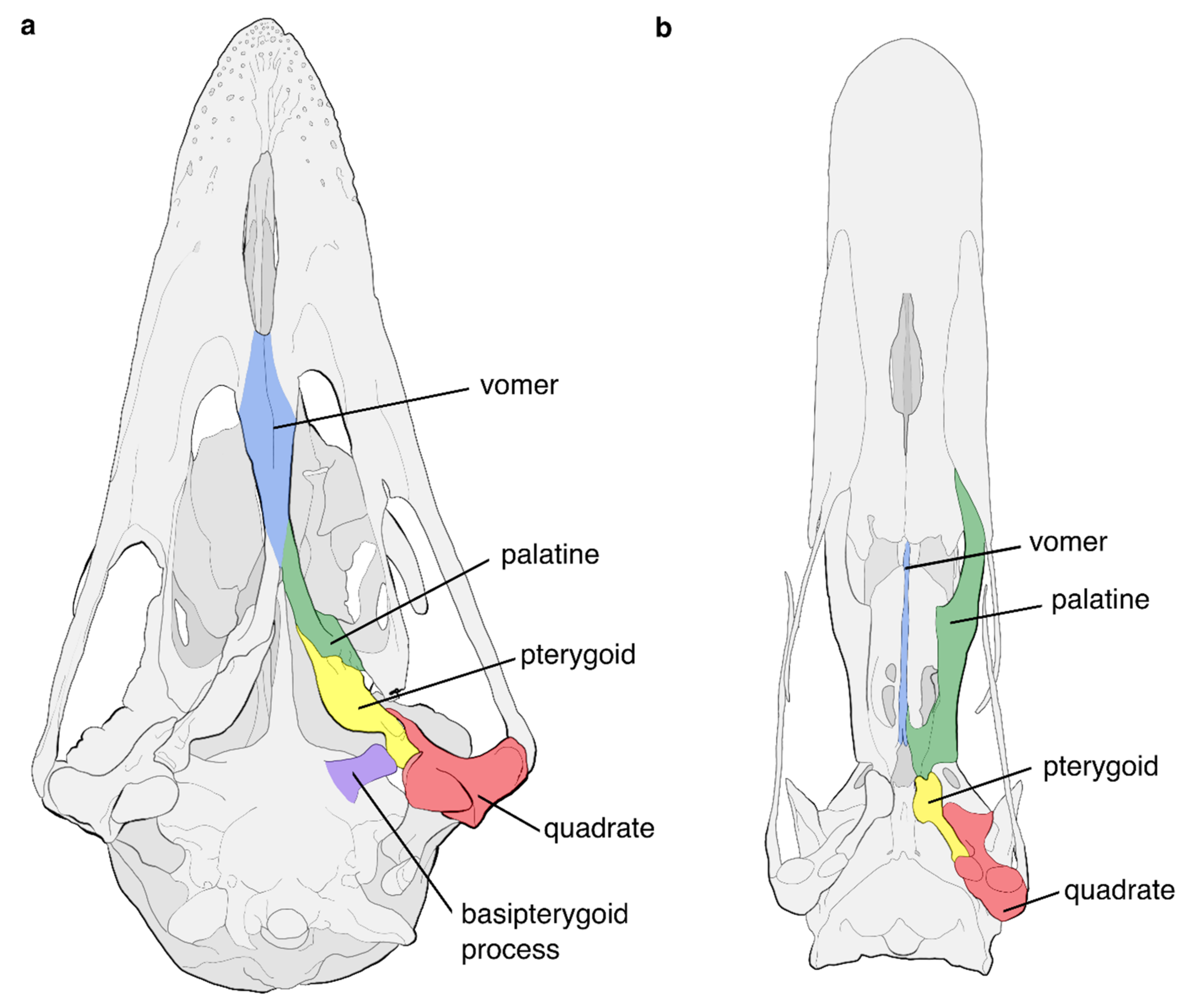 Diversity Free Full Text The Evolution And Fossil Record Of Palaeognathous Birds Neornithes Palaeognathae Html