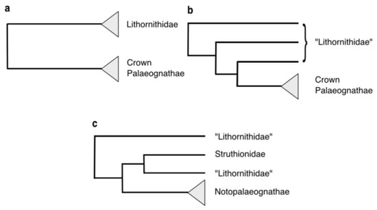 Birds Full-Text and Record The Fossil Diversity Palaeognathous Evolution Free (Neornithes: | of | Palaeognathae)