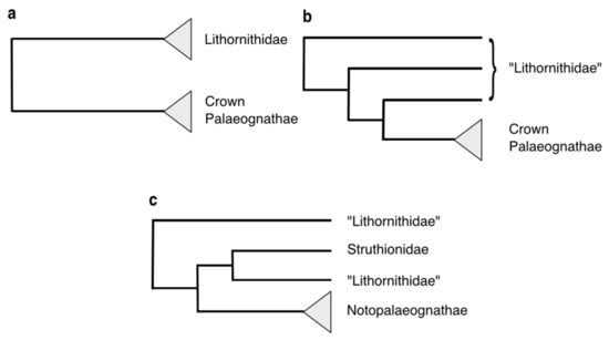 Diversity | Free Full-Text | The Evolution and Fossil Record of  Palaeognathous Birds (Neornithes: Palaeognathae)