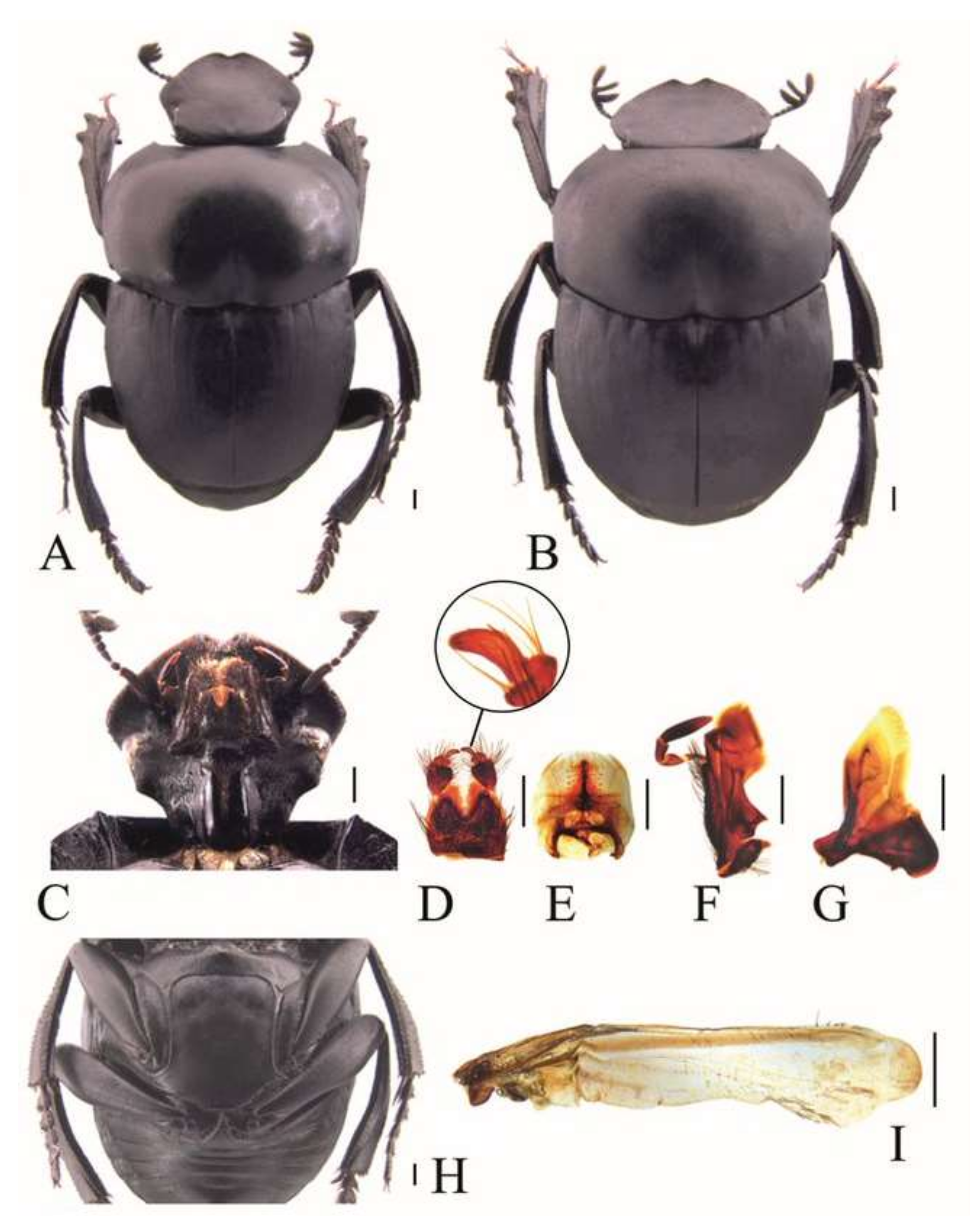 Diversity 14 00109 g002