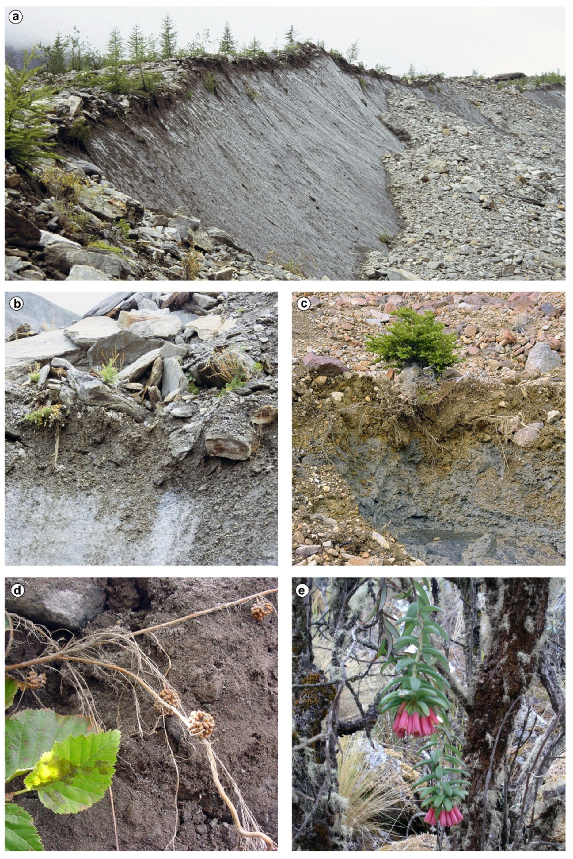 Diversity 14 00114 g005