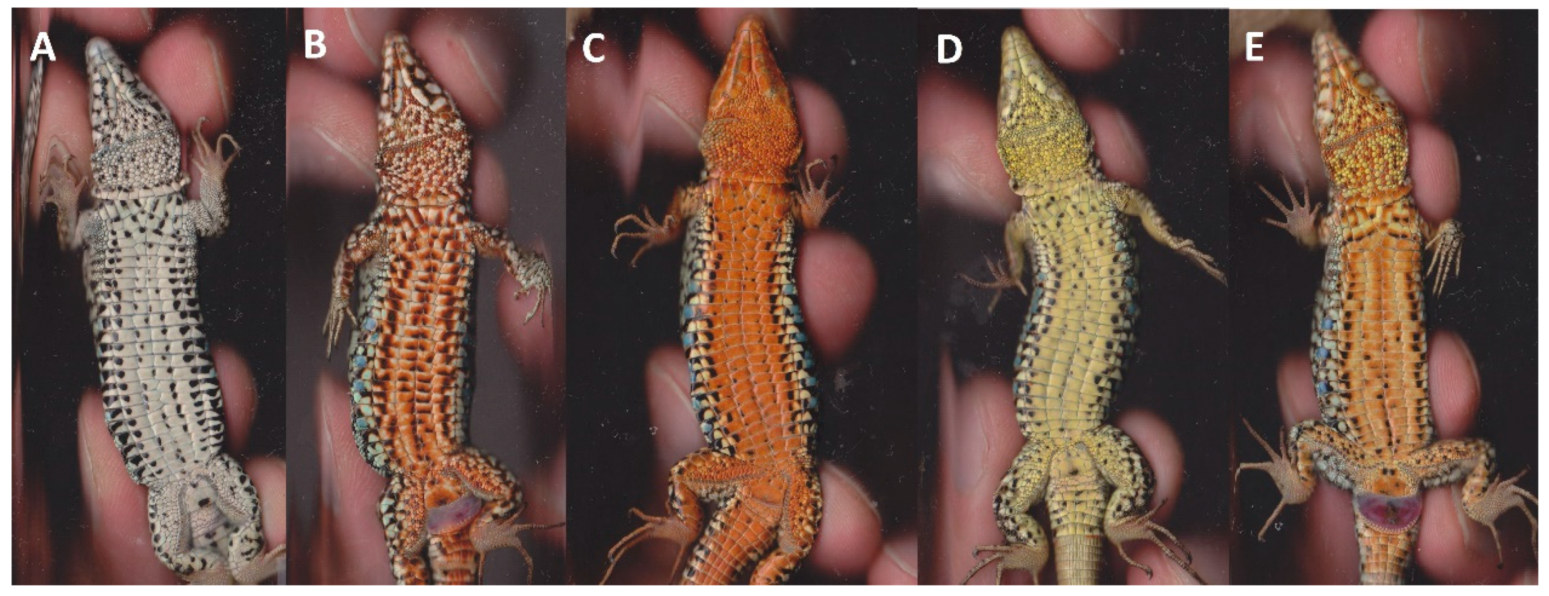 Diversity 14 00116 g0a1 Diversity 14 00116 g0a1