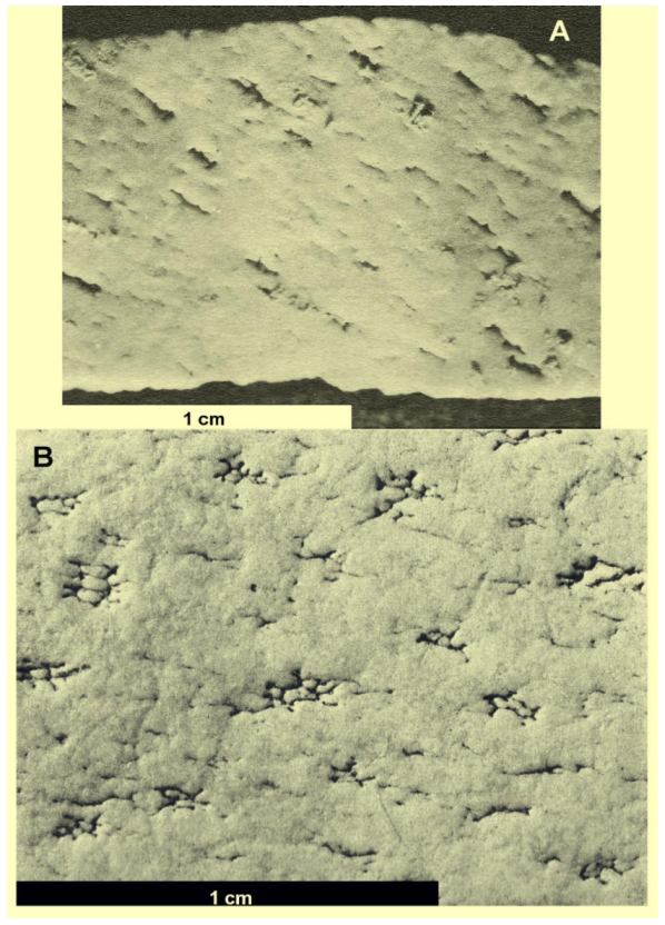 Diversity 14 00123 g003