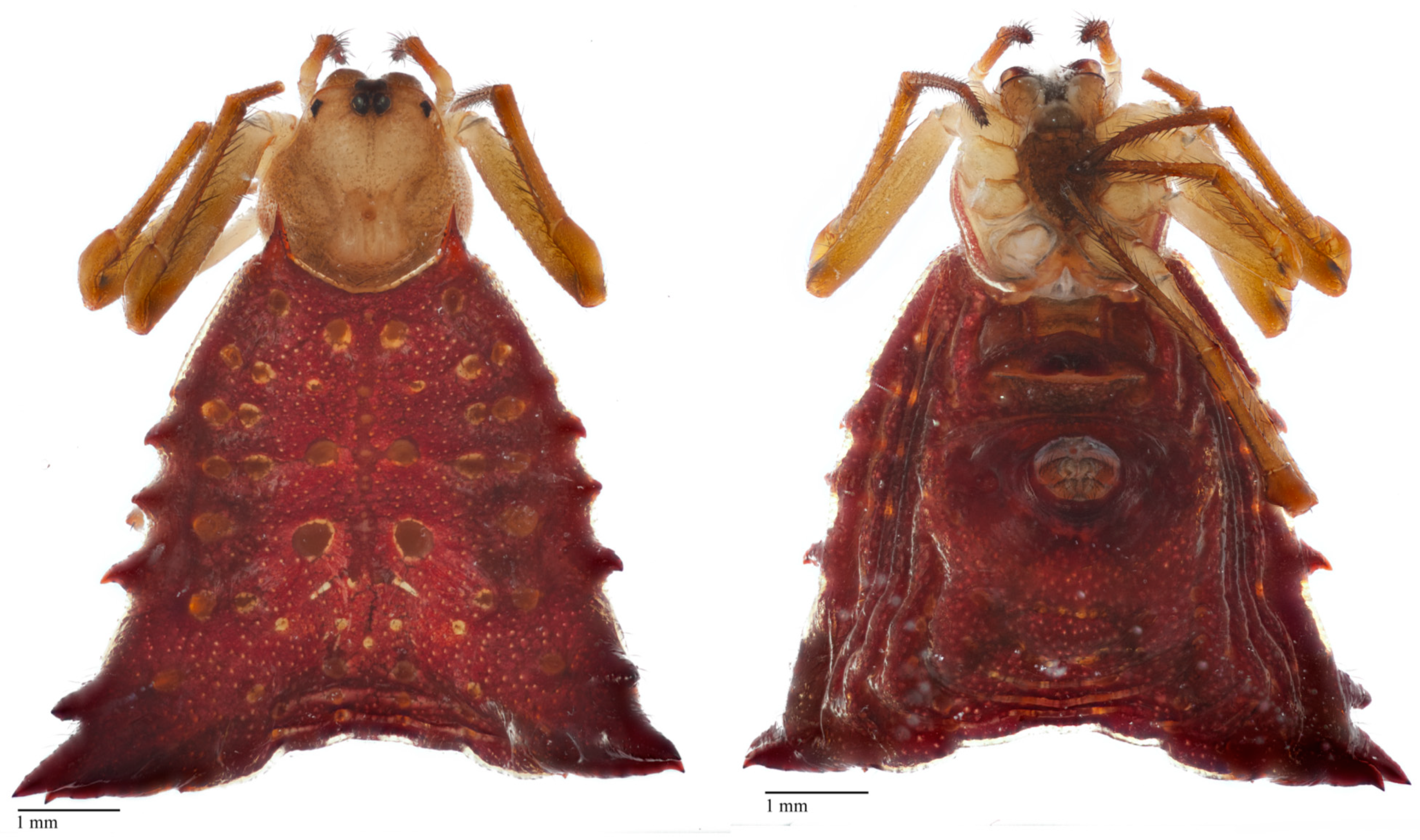 Diversity 14 00128 g007 550