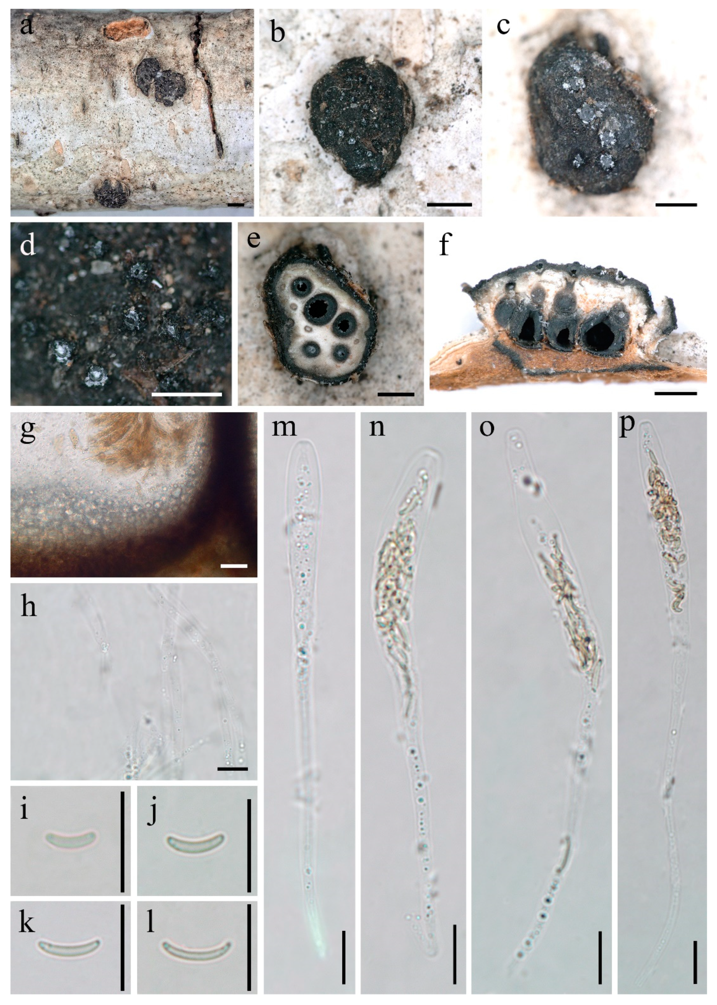 Diversity 14 00149 g002