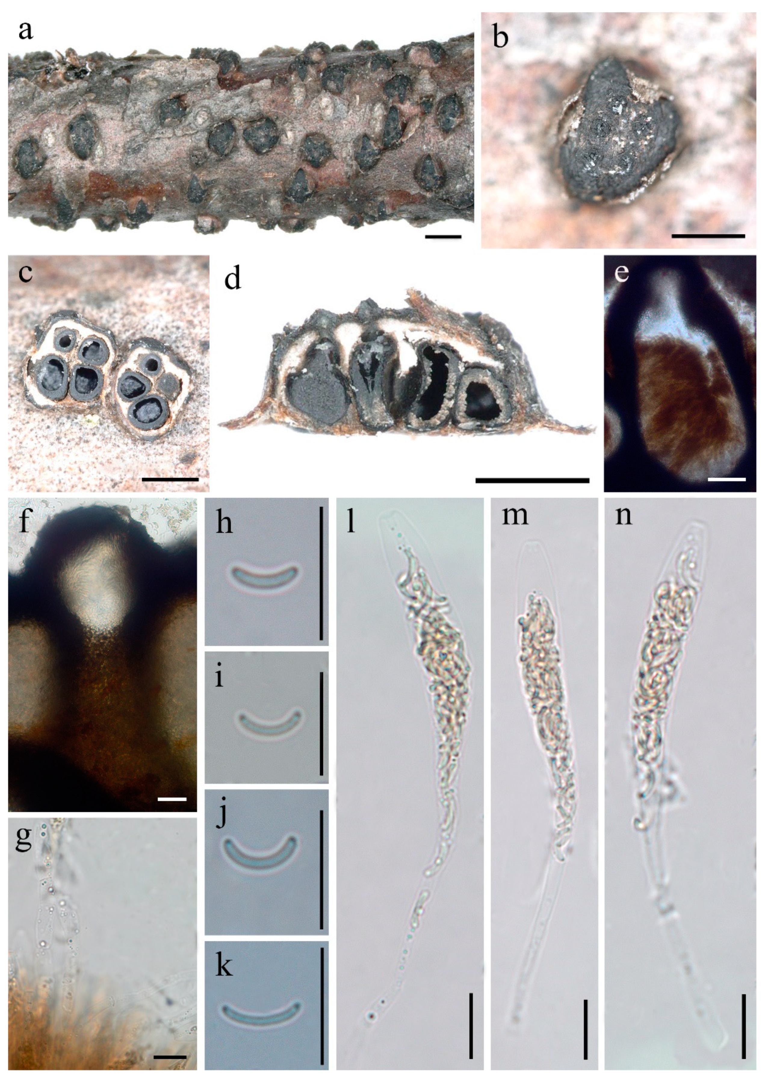Diversity 14 00149 g003