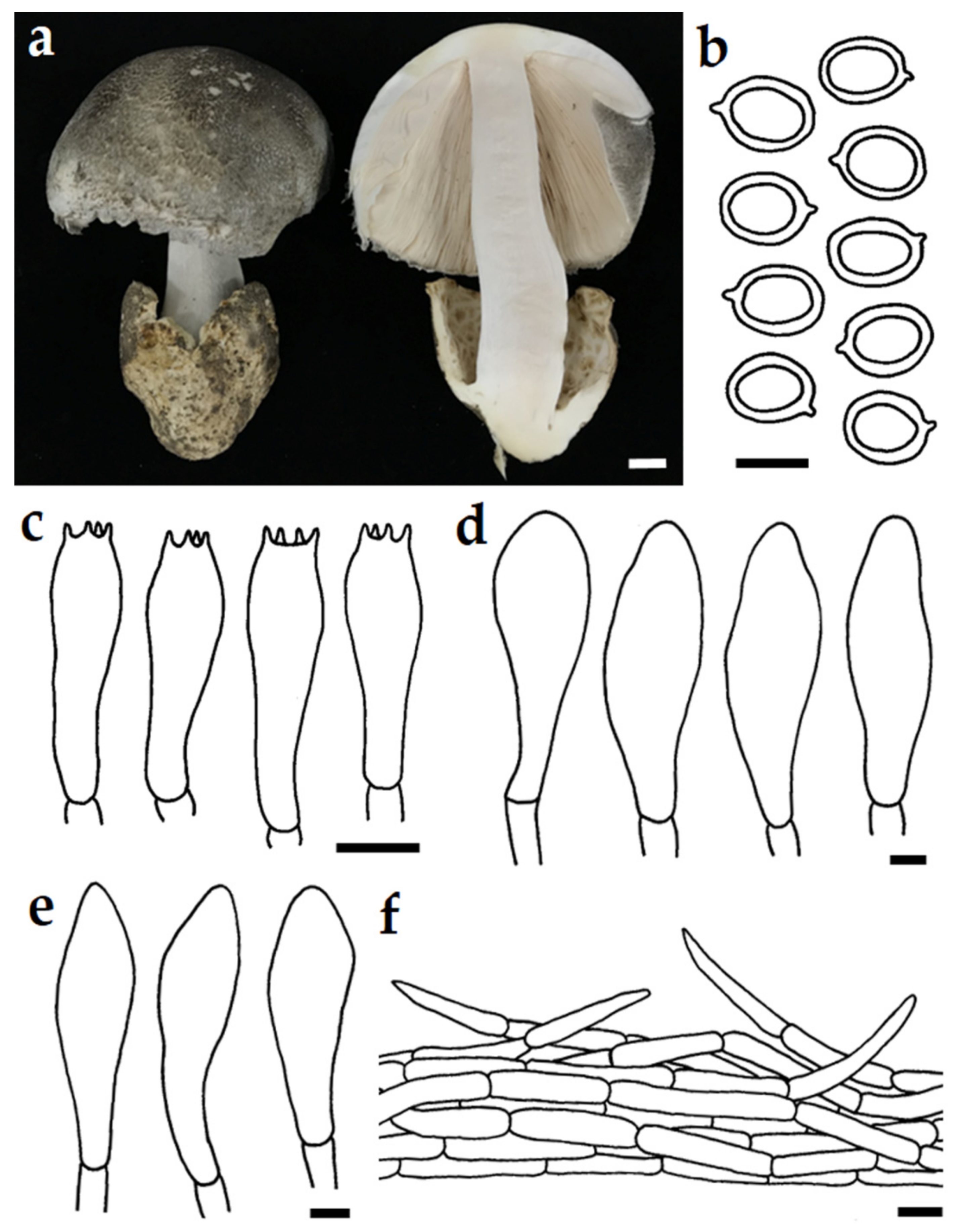 Diversity 14 00161 g002 Diversity 14 00161 g002