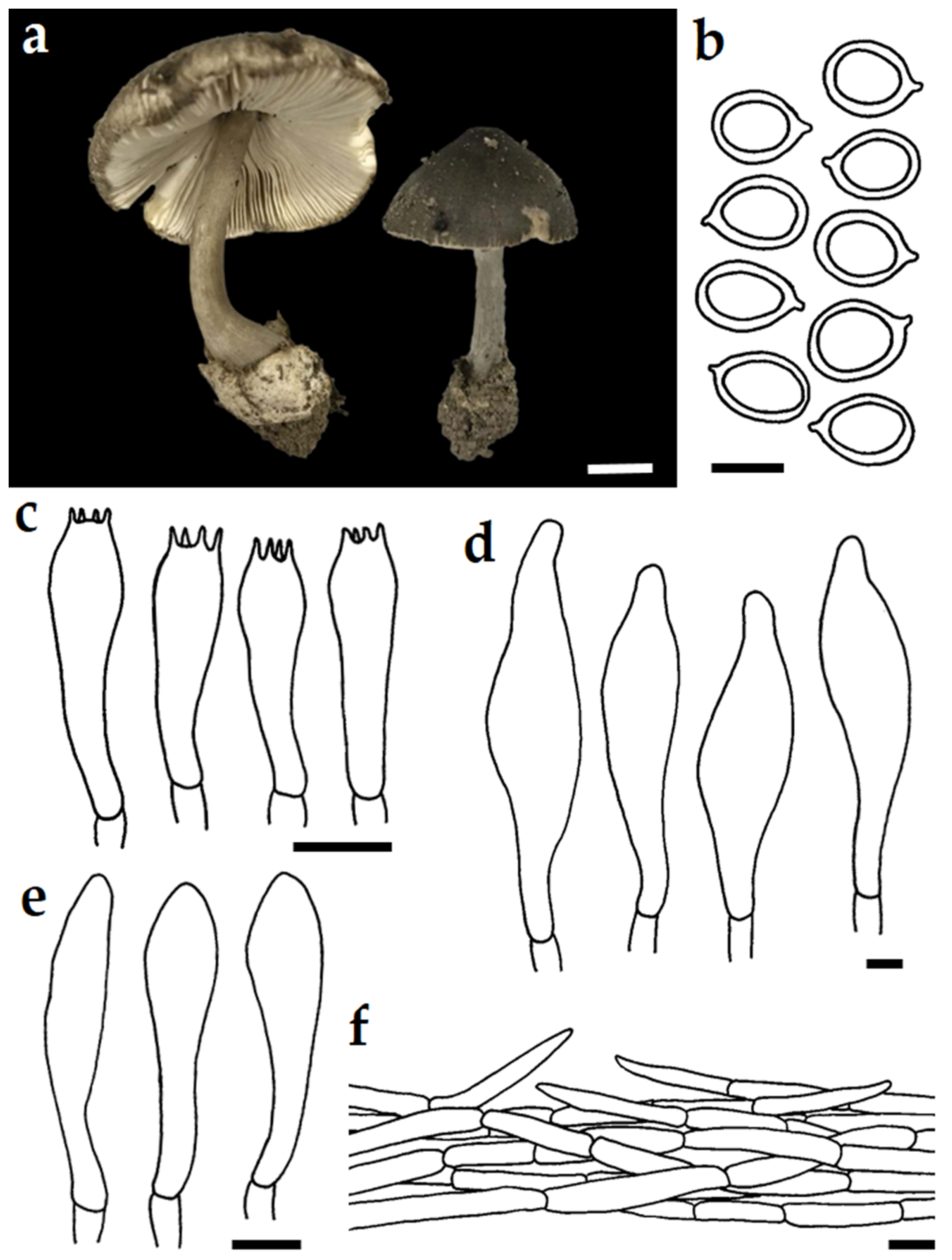 Diversity 14 00161 g003 Diversity 14 00161 g003