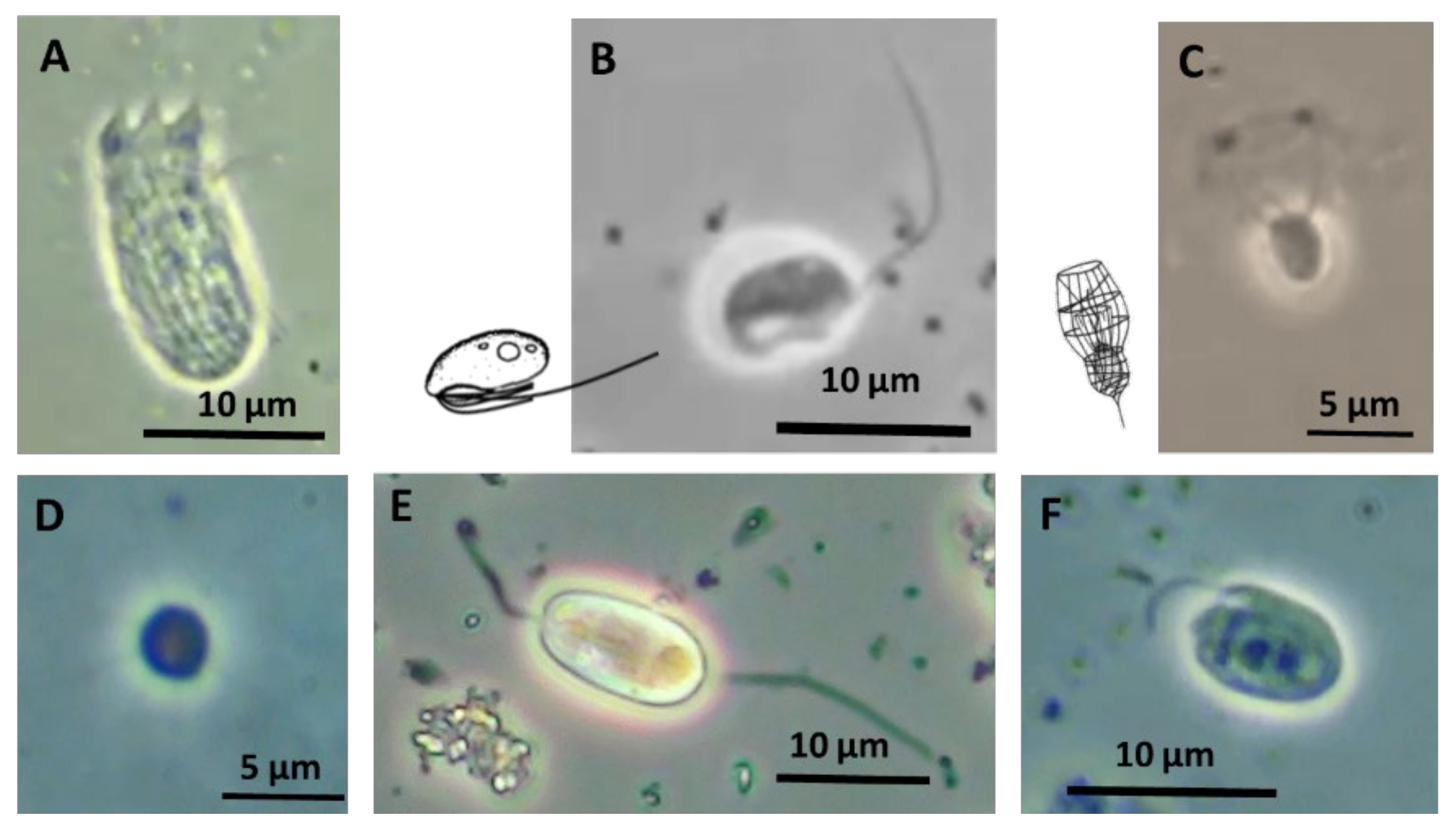 Diversity 14 00164 g004 Diversity 14 00164 g004