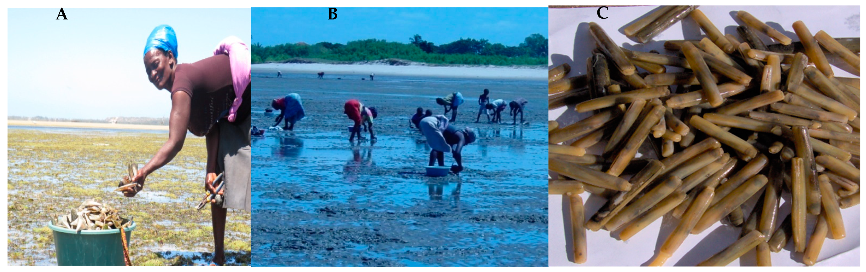 Diversity 14 00170 g002 550