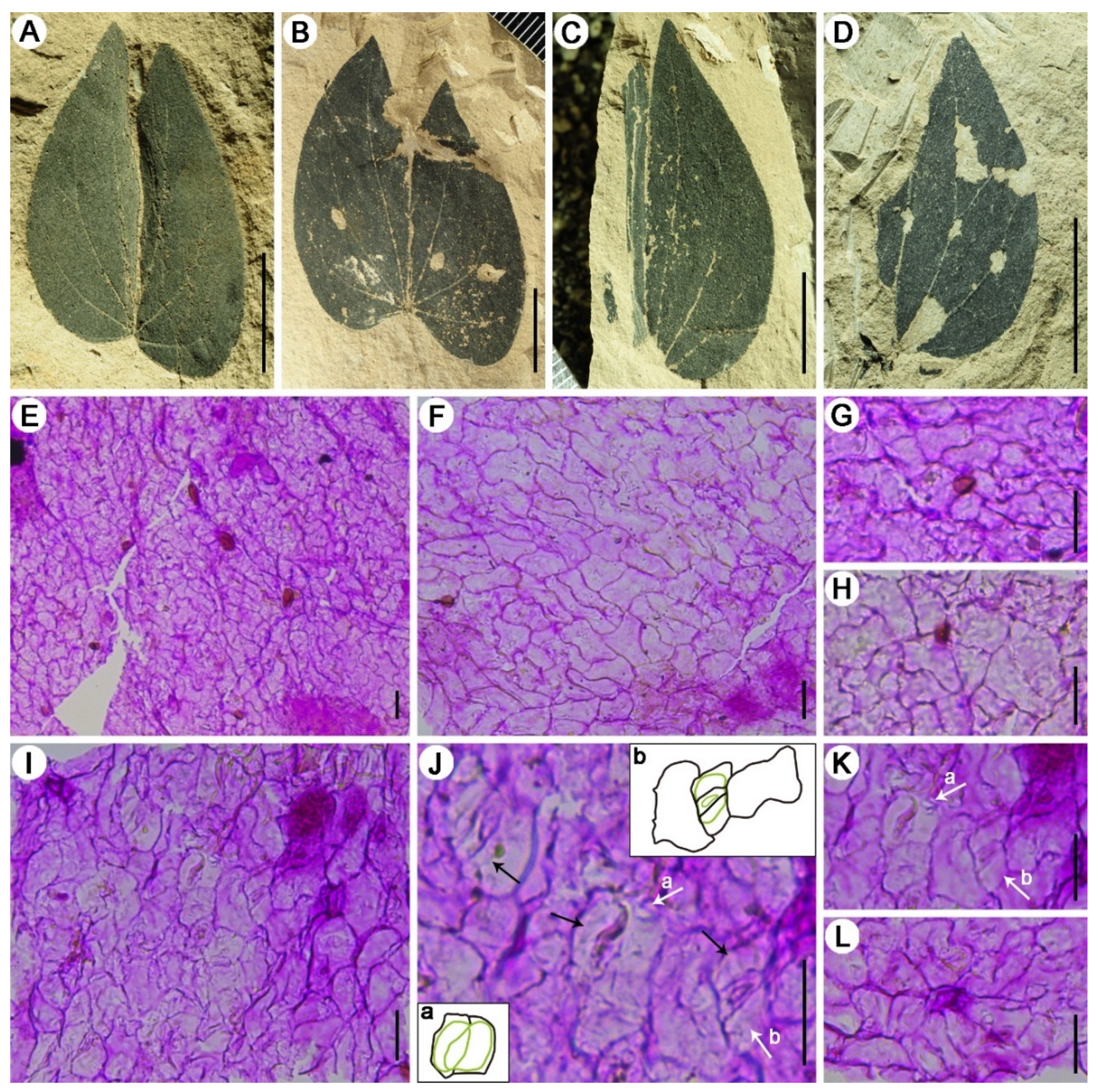 Diversity 14 00173 g004