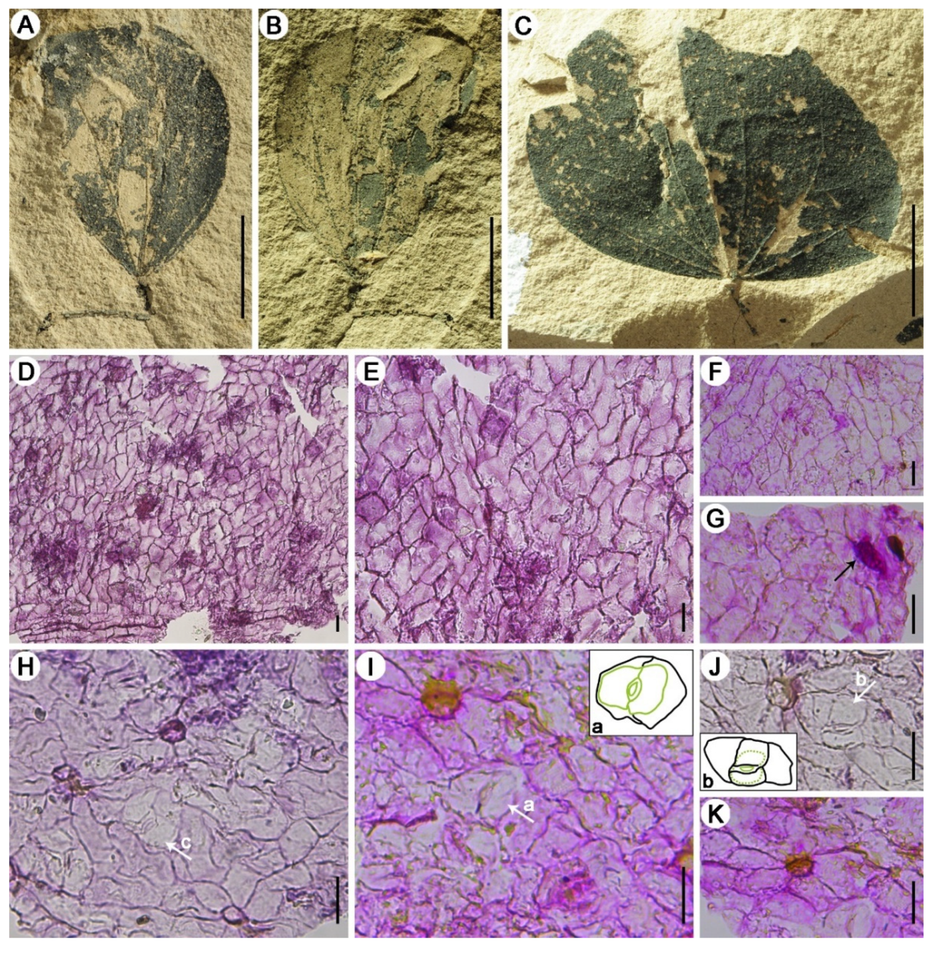 Diversity 14 00173 g005