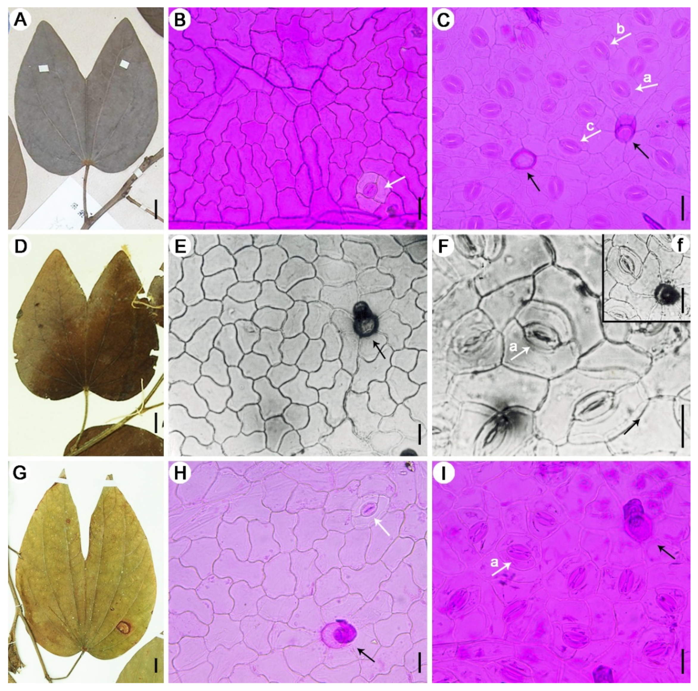 Diversity 14 00173 g008