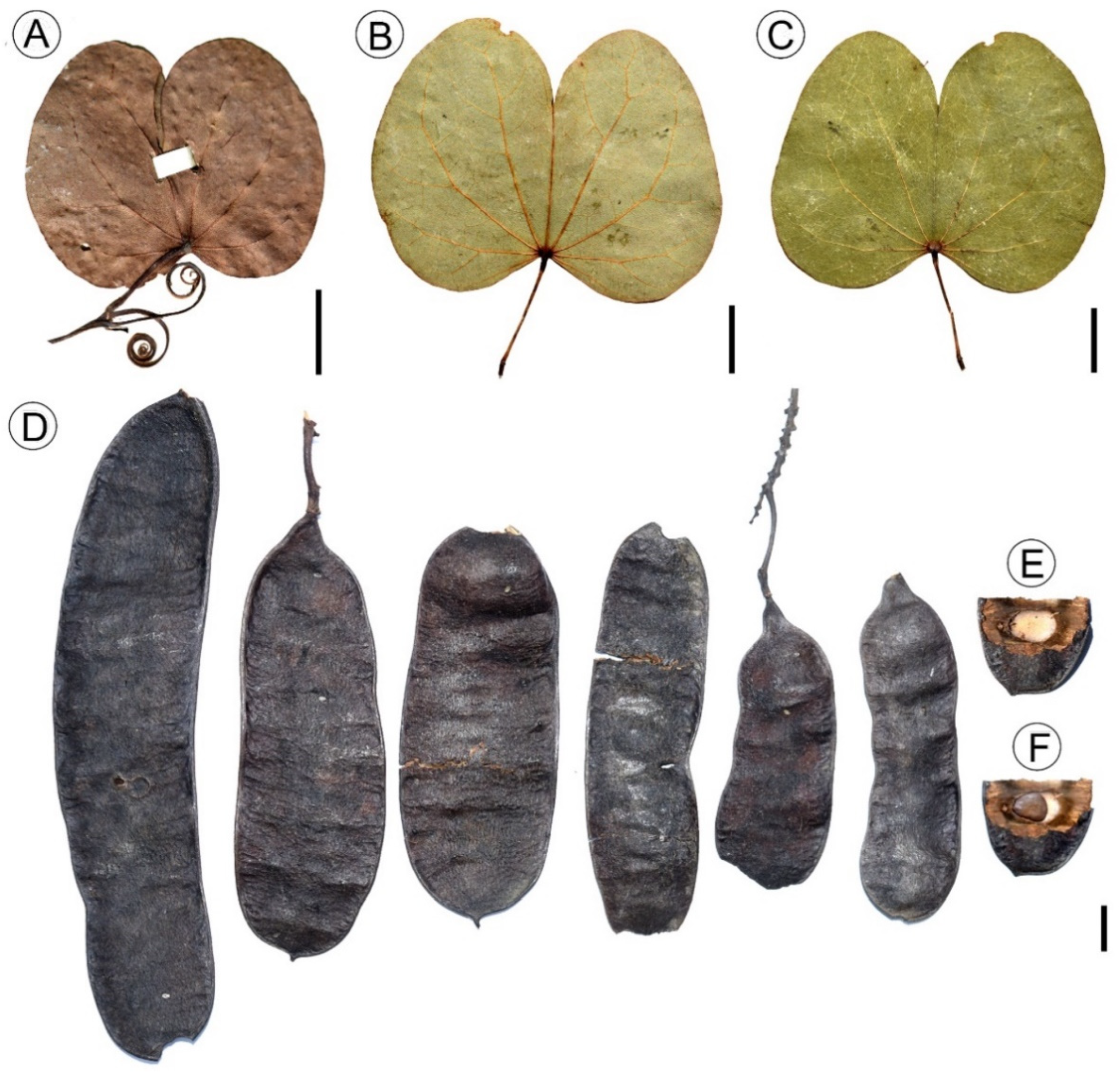 Diversity 14 00173 g010