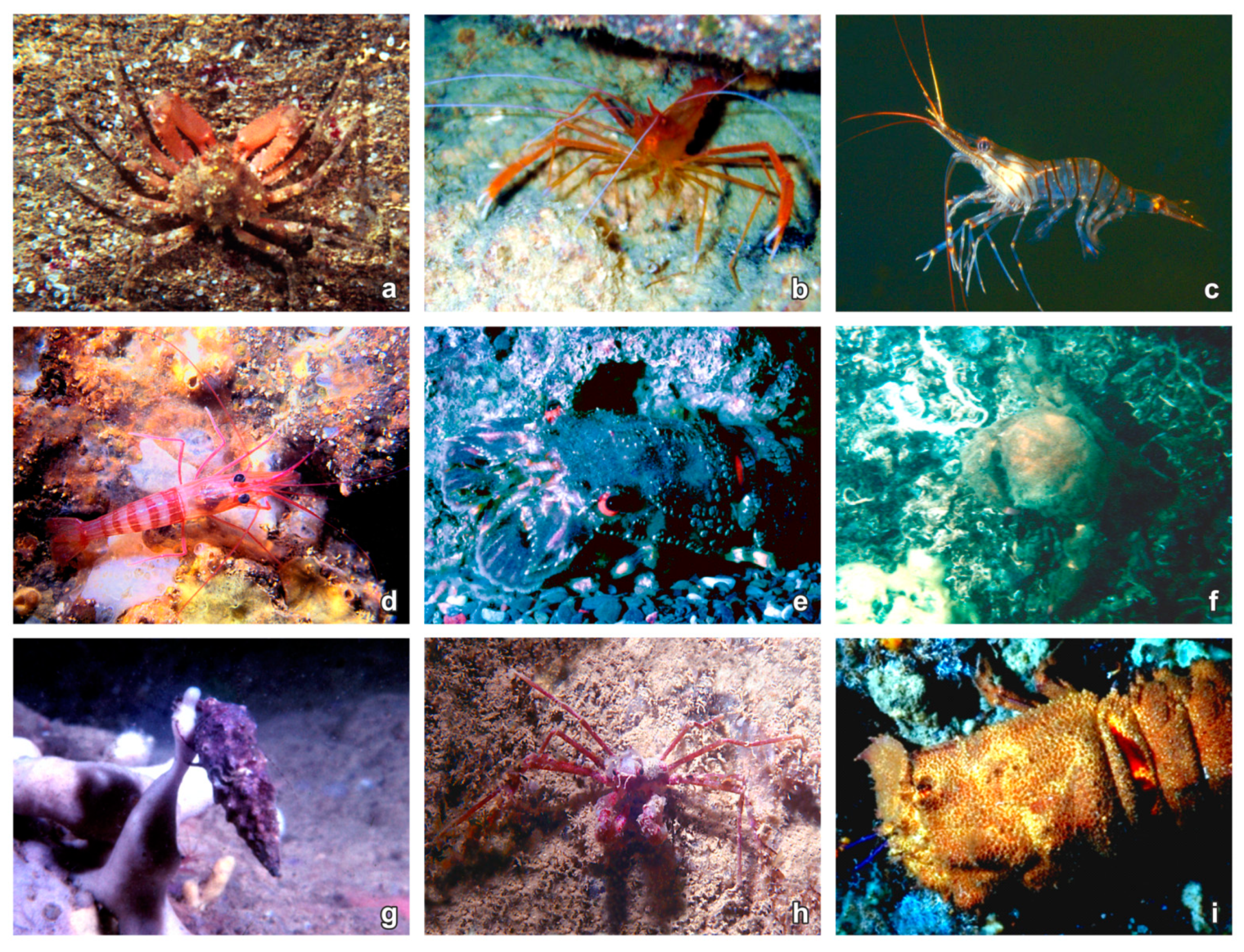 Diversity 14 00176 g008 Diversity 14 00176 g008