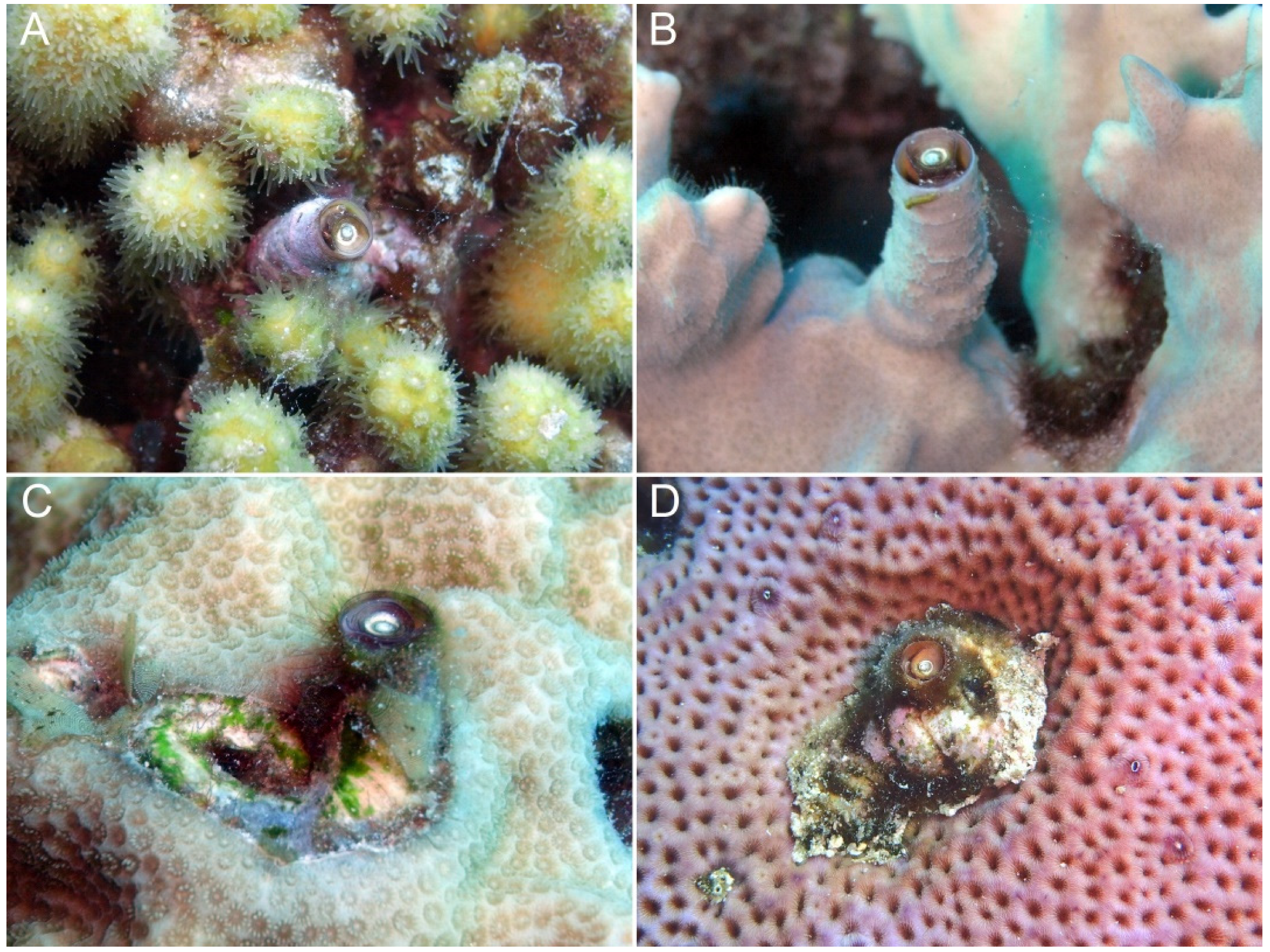 Diversity 14 00196 g002