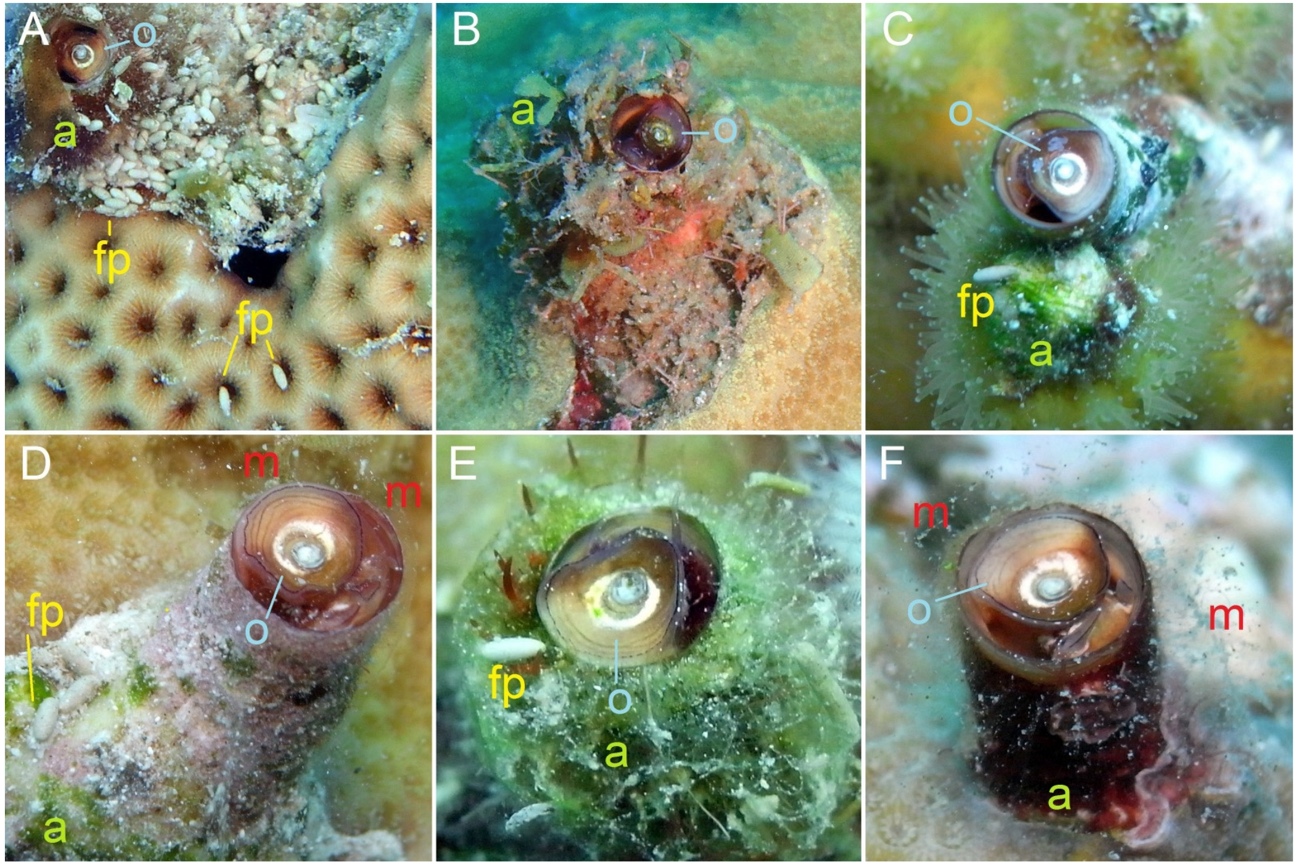 Diversity 14 00196 g003