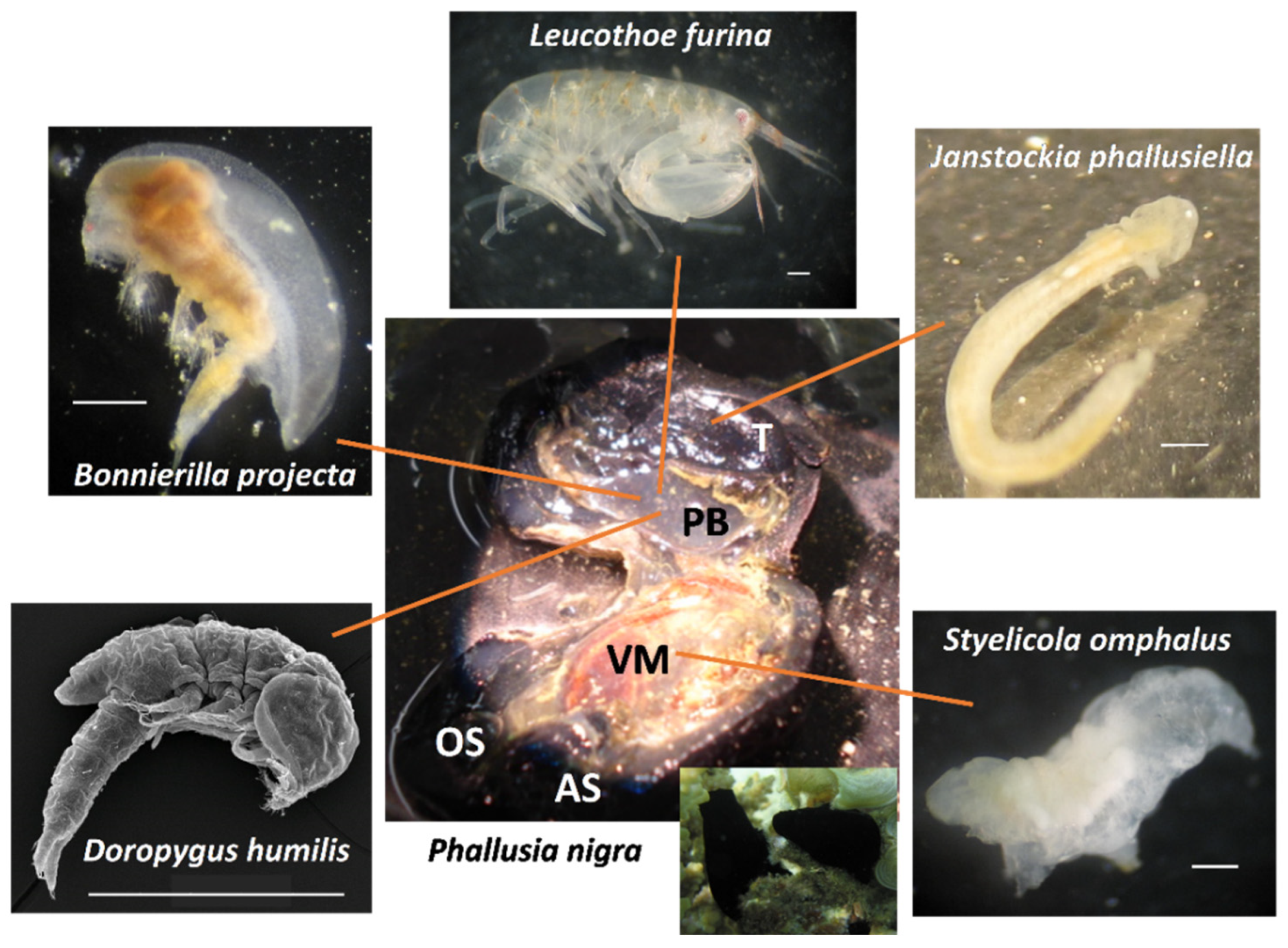 Diversity 14 00197 g002
