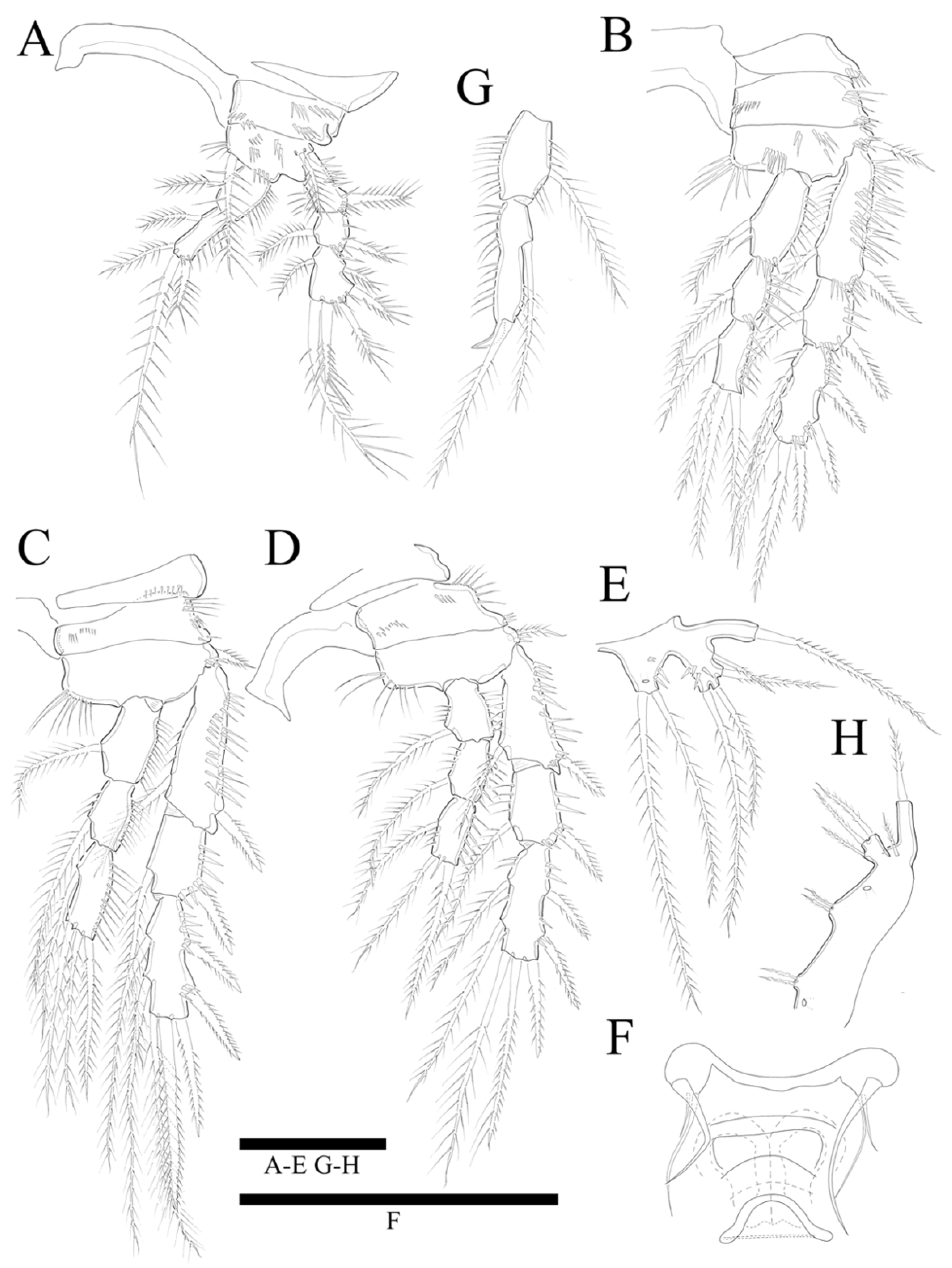 Pelagic copepod diversity (Crustacea: Copepoda) in the Southern Caribbean:  evidence of a pending assignment - Revista Mexicana de Biodiversidad