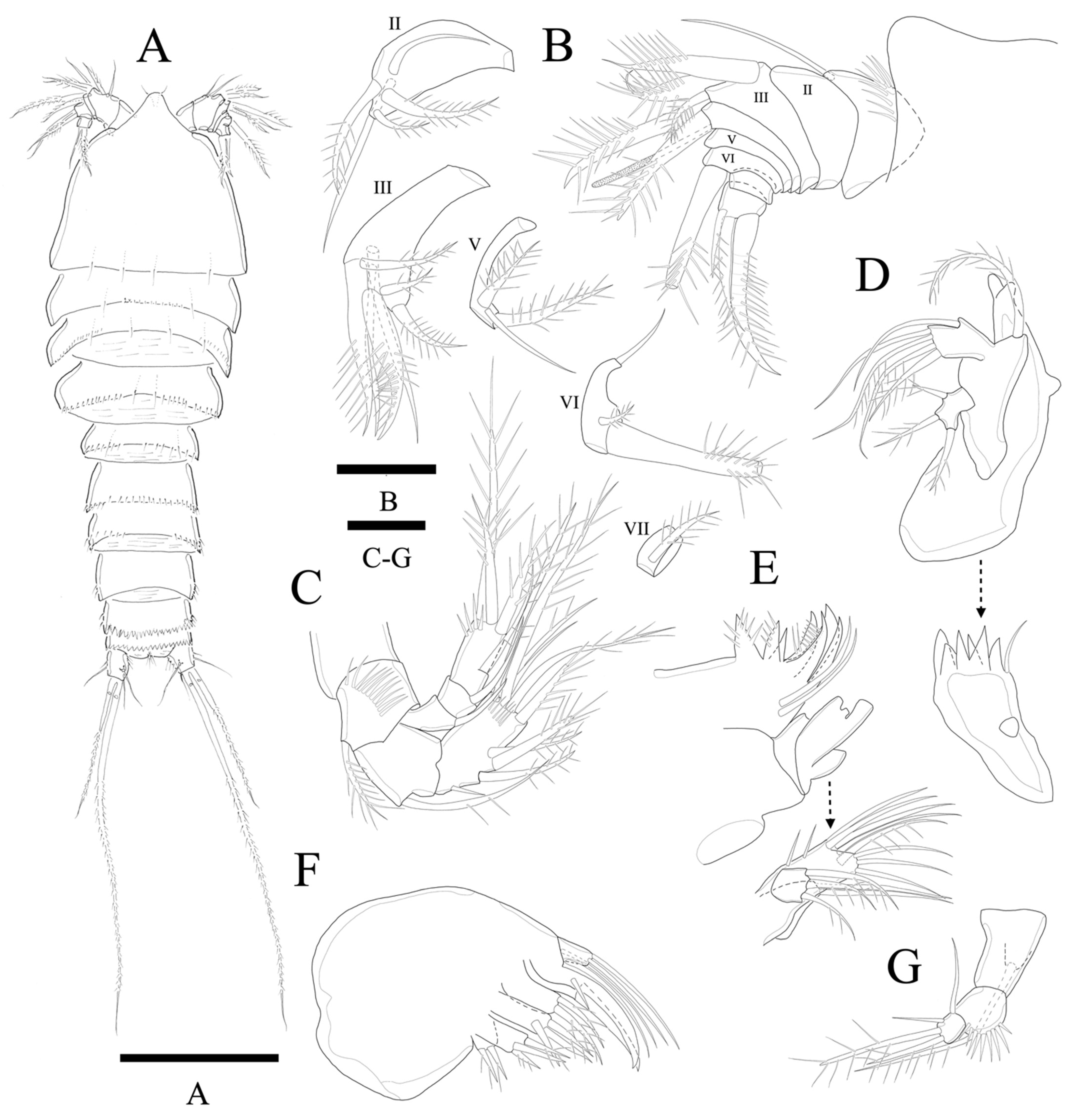 Diversity 14 00198 g011 550