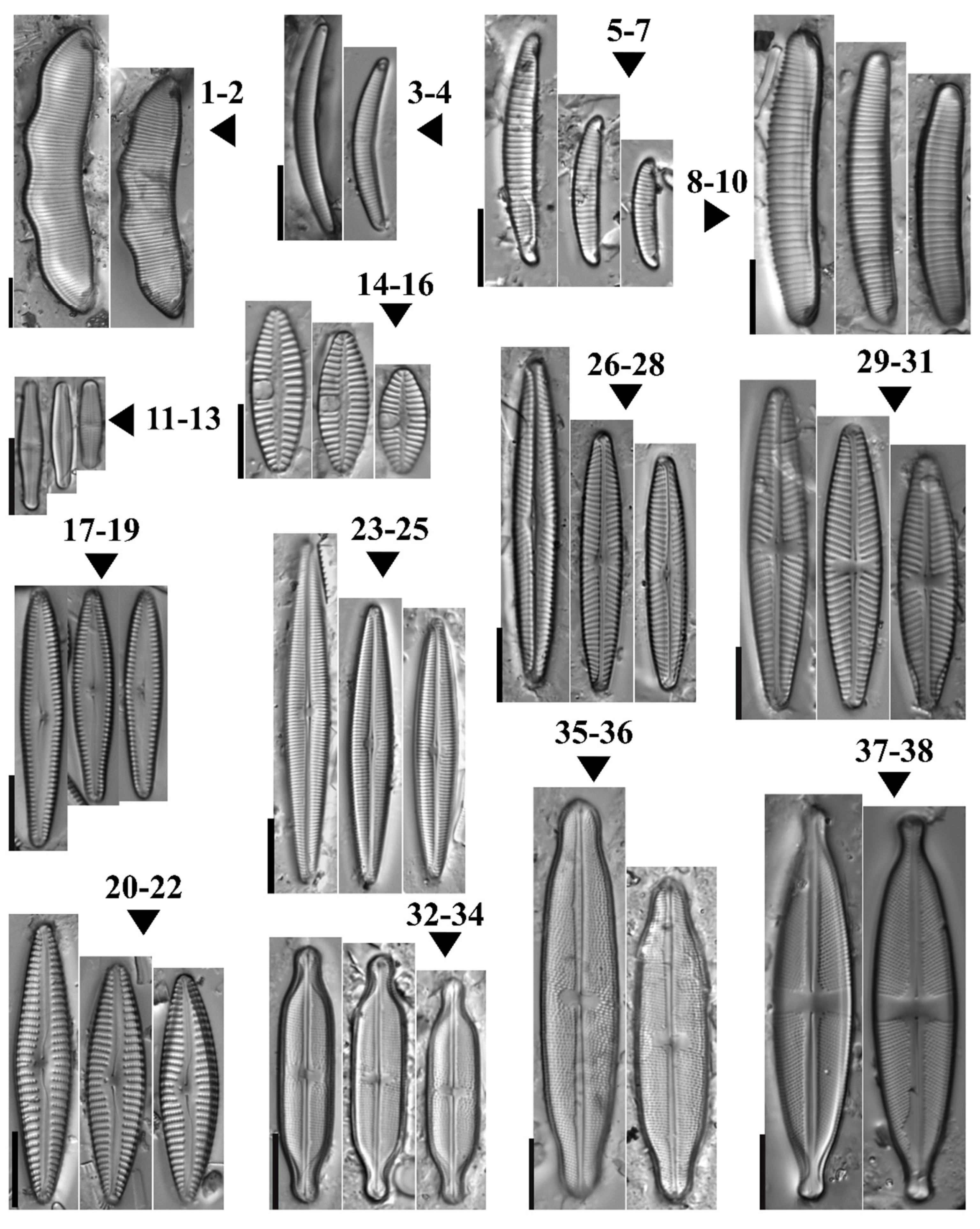 Diversity 14 00202 g004a Diversity 14 00202 g004a