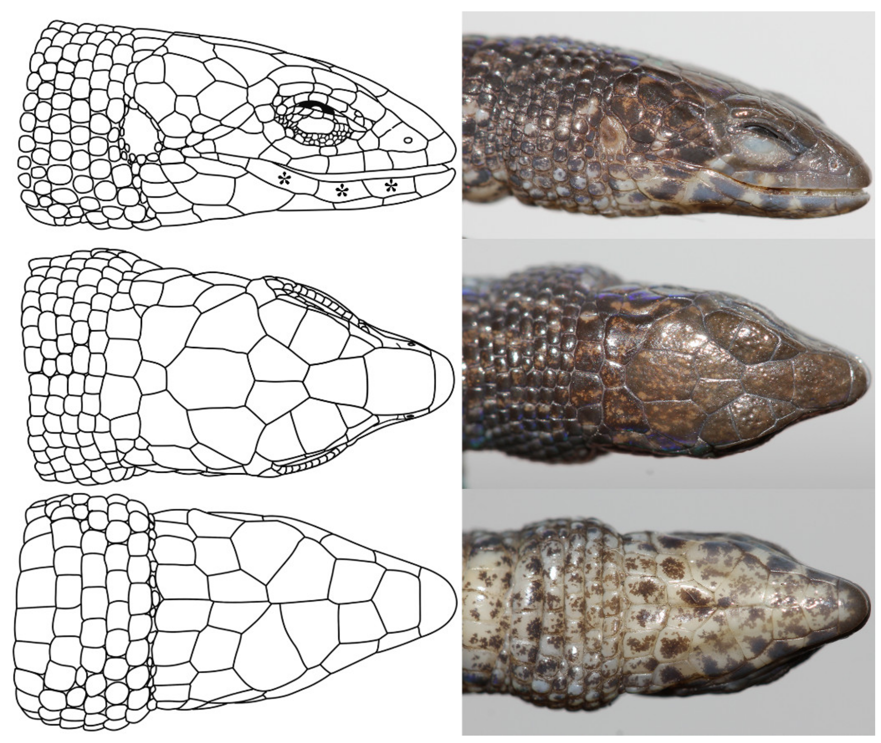 Diversity 14 00215 g003 Diversity 14 00215 g003